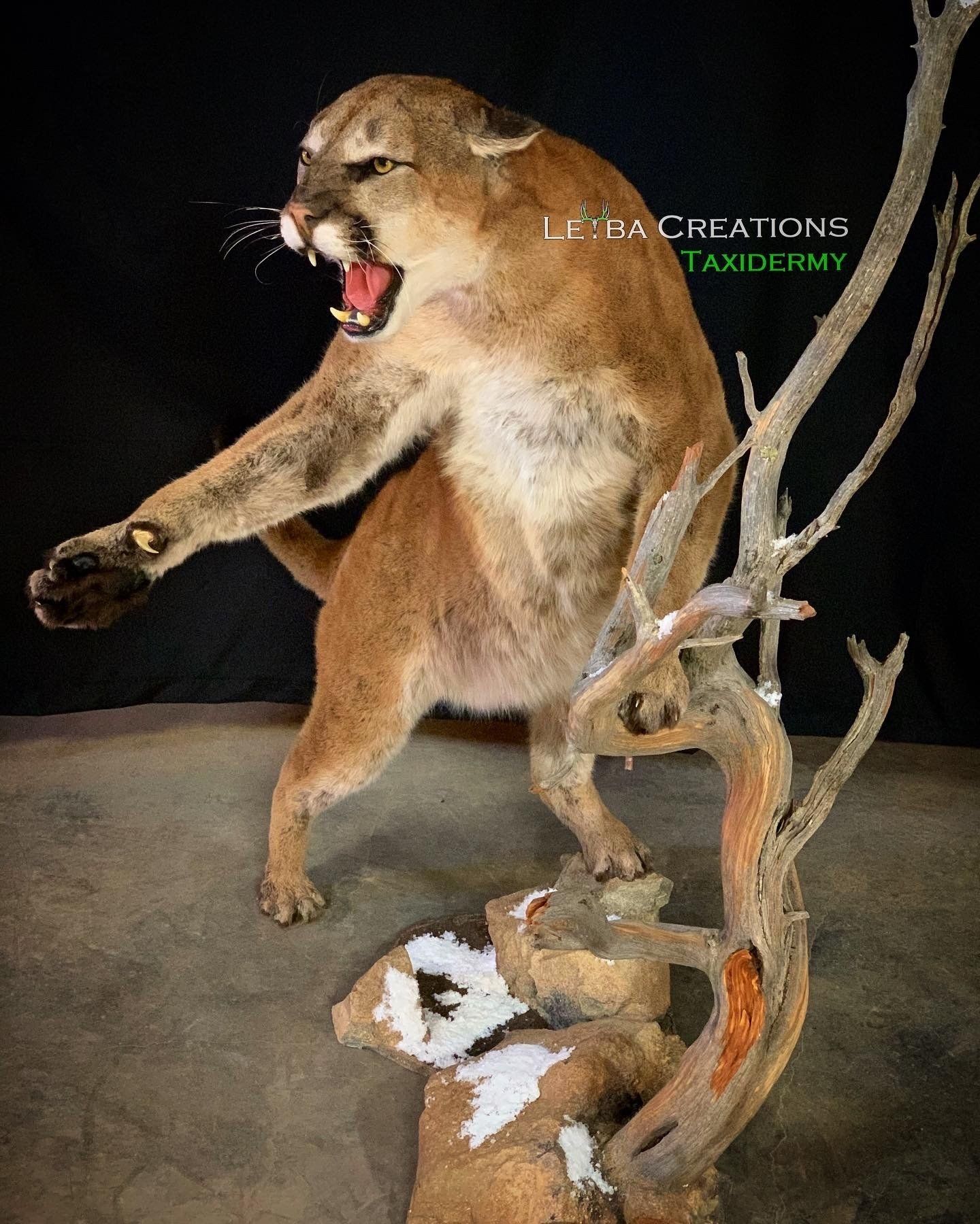A stuffed mountain lion is standing on a tree branch.