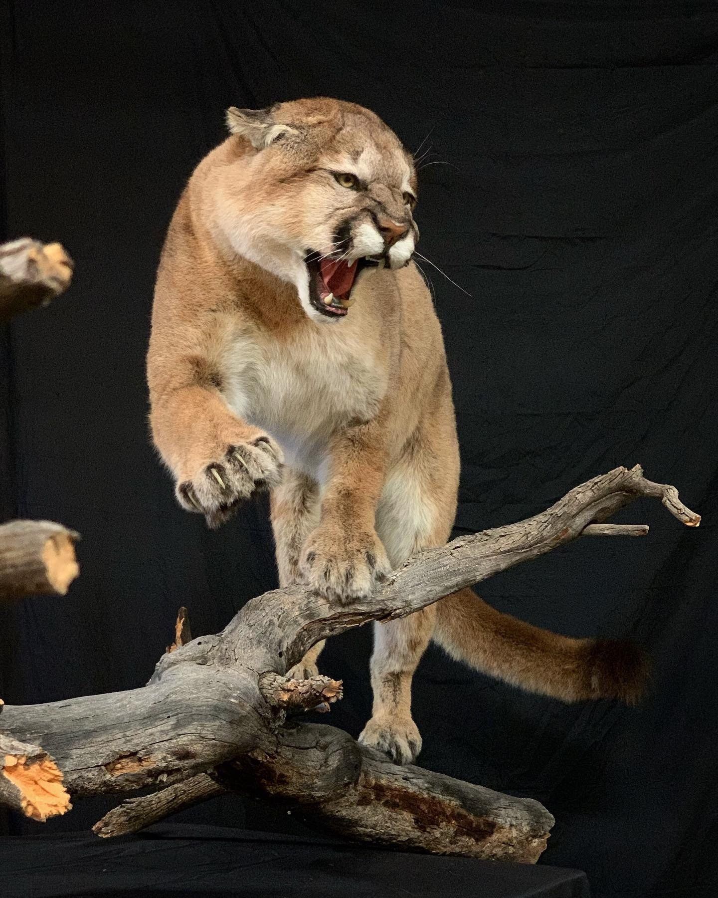 A cougar is standing on a tree branch with its mouth open