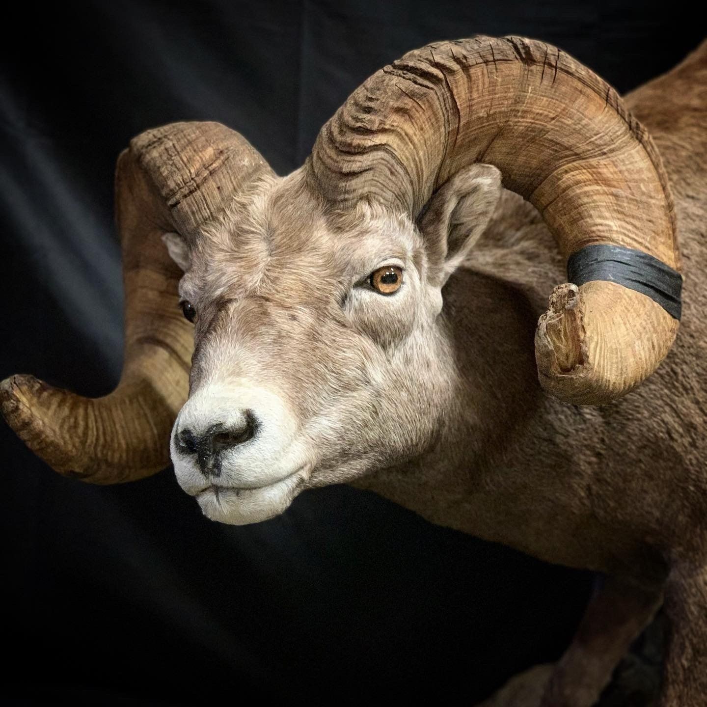 A close up of a stuffed ram with large horns on a black background.