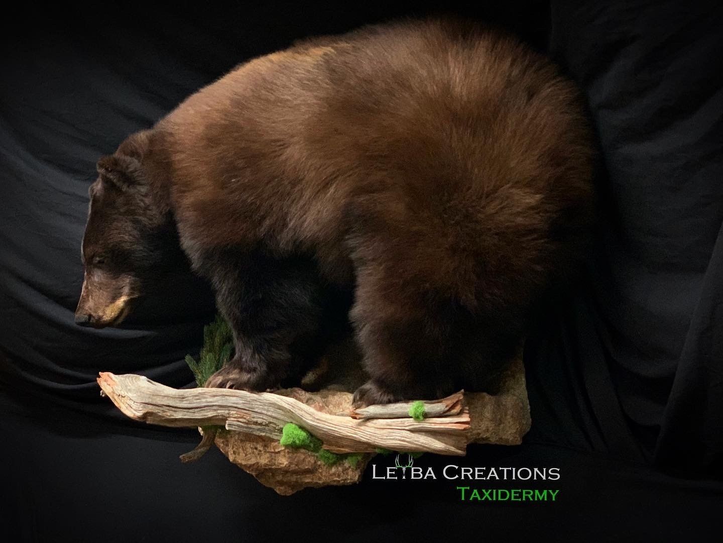 A black bear is laying on a piece of wood.