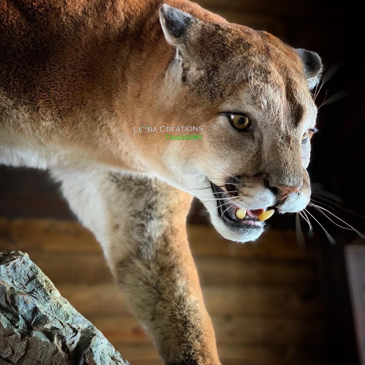 A close up of a mountain lion with its mouth open