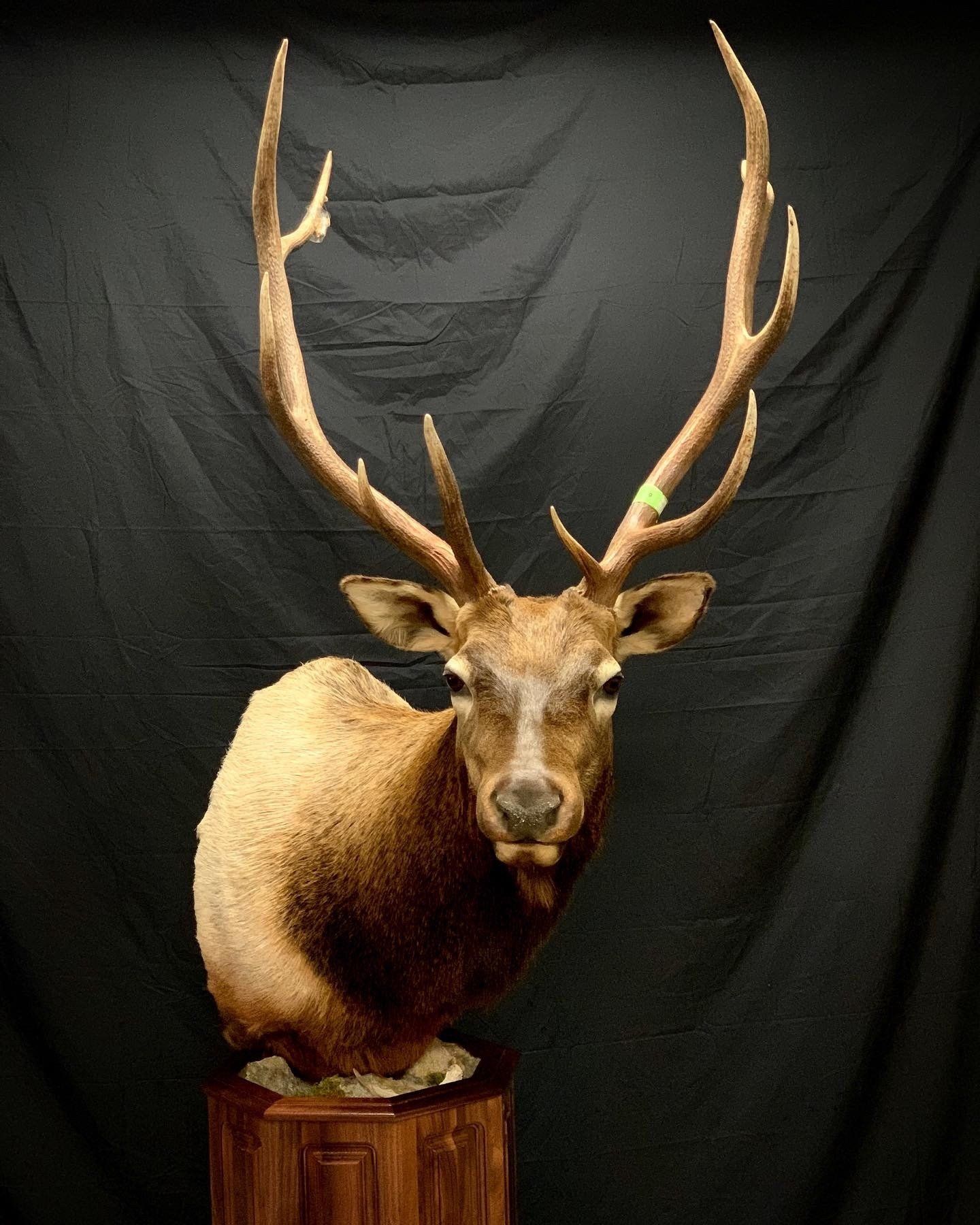 A stuffed deer is sitting on a wooden stump in front of a black curtain