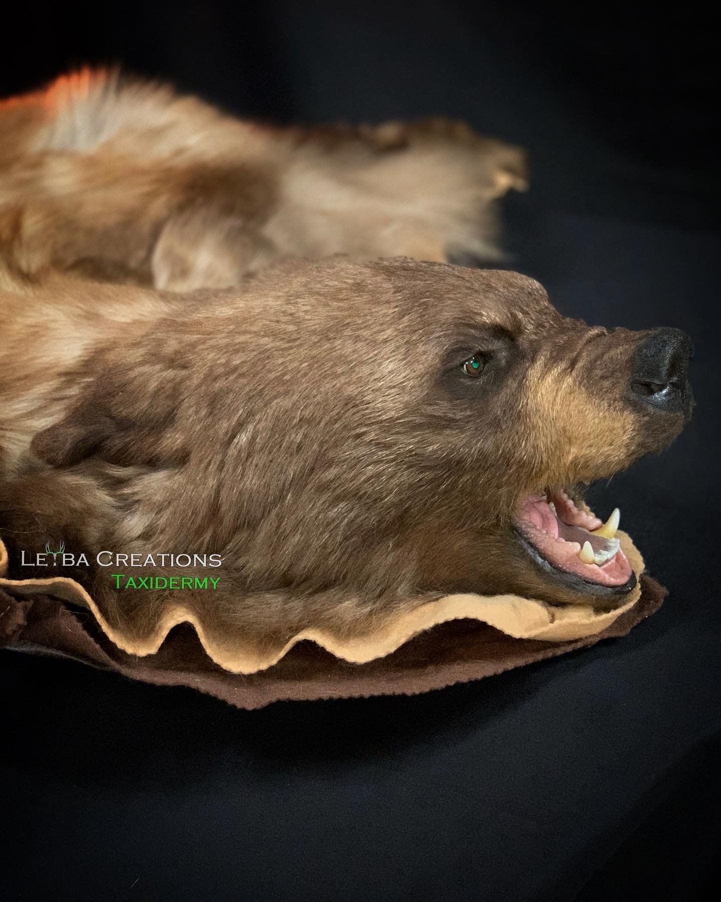 A stuffed bear head is laying on a black surface.