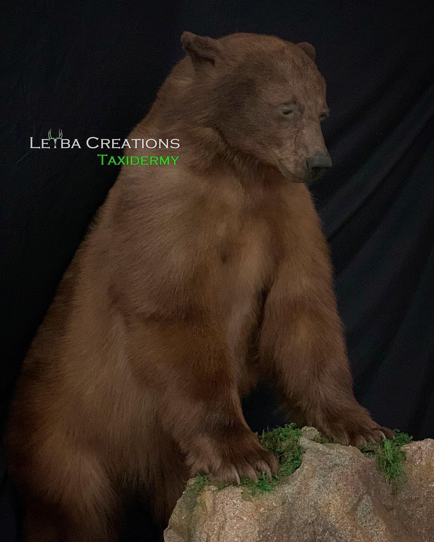 A brown bear sitting on top of a rock with the words letba creations taxidermy on the bottom