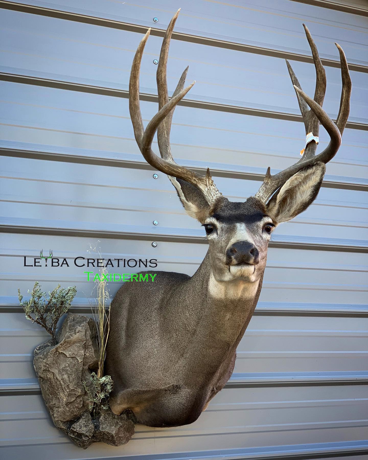 A deer head is hanging on a wall.