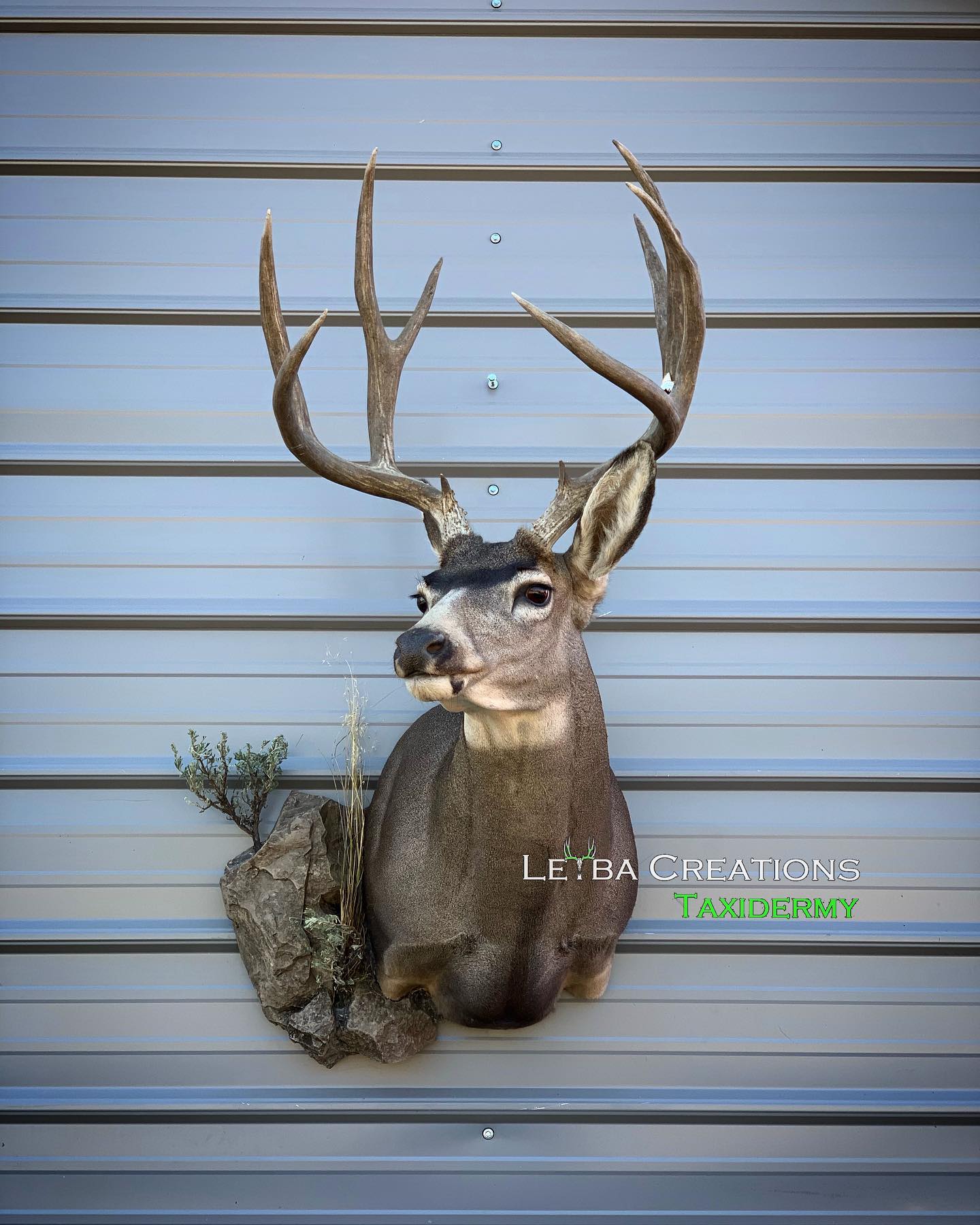 A deer head is hanging on a metal wall.