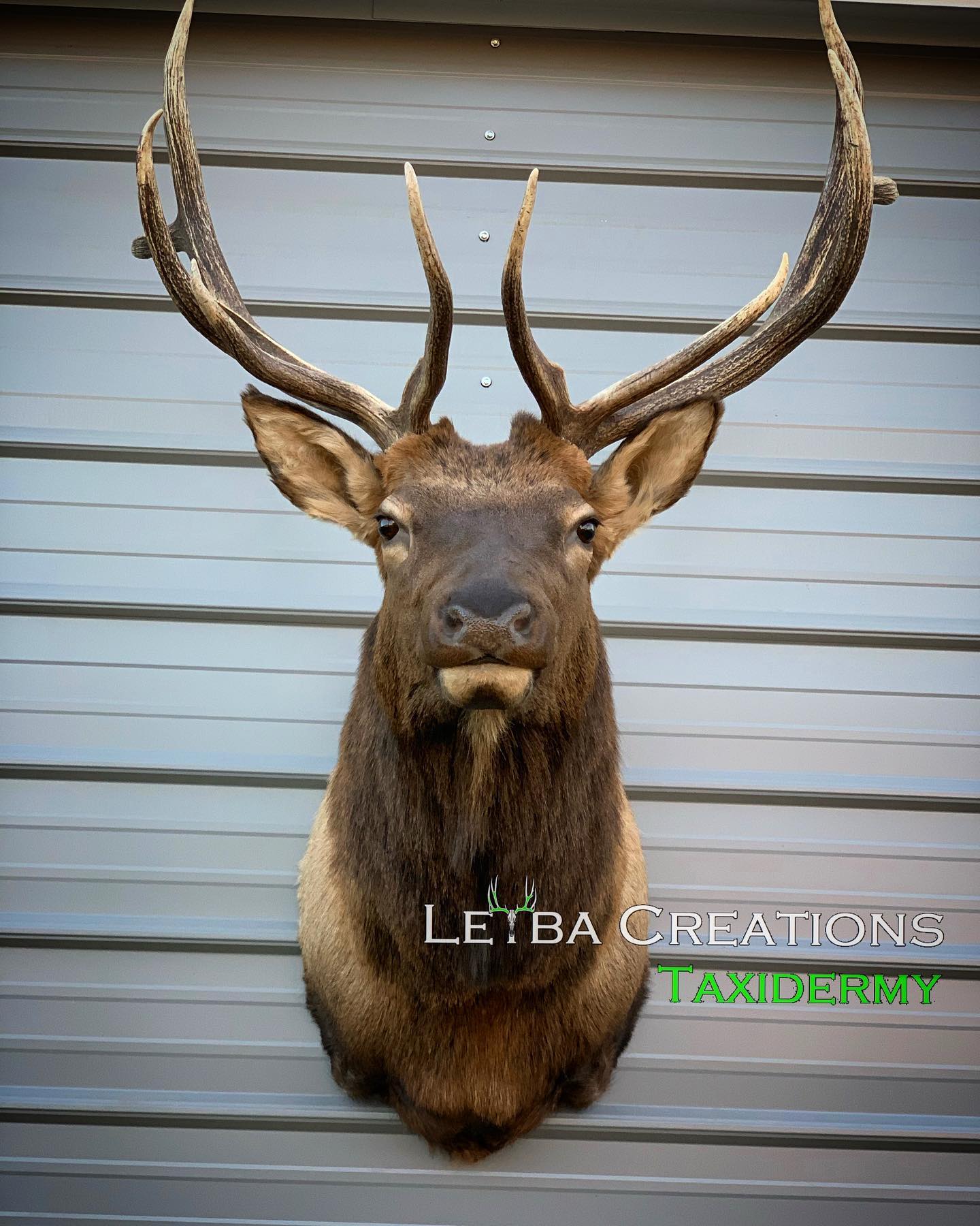 A deer head with antlers is hanging on a wall.