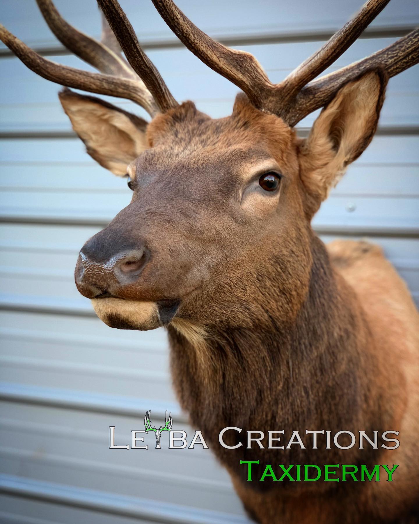A close up of a deer 's head with the words taxidermy on the bottom
