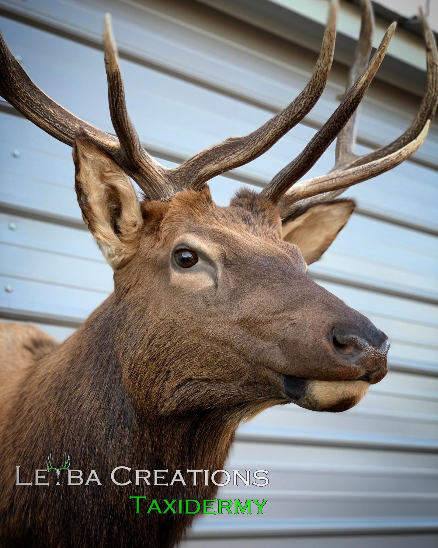 A close up of a deer 's head with antlers