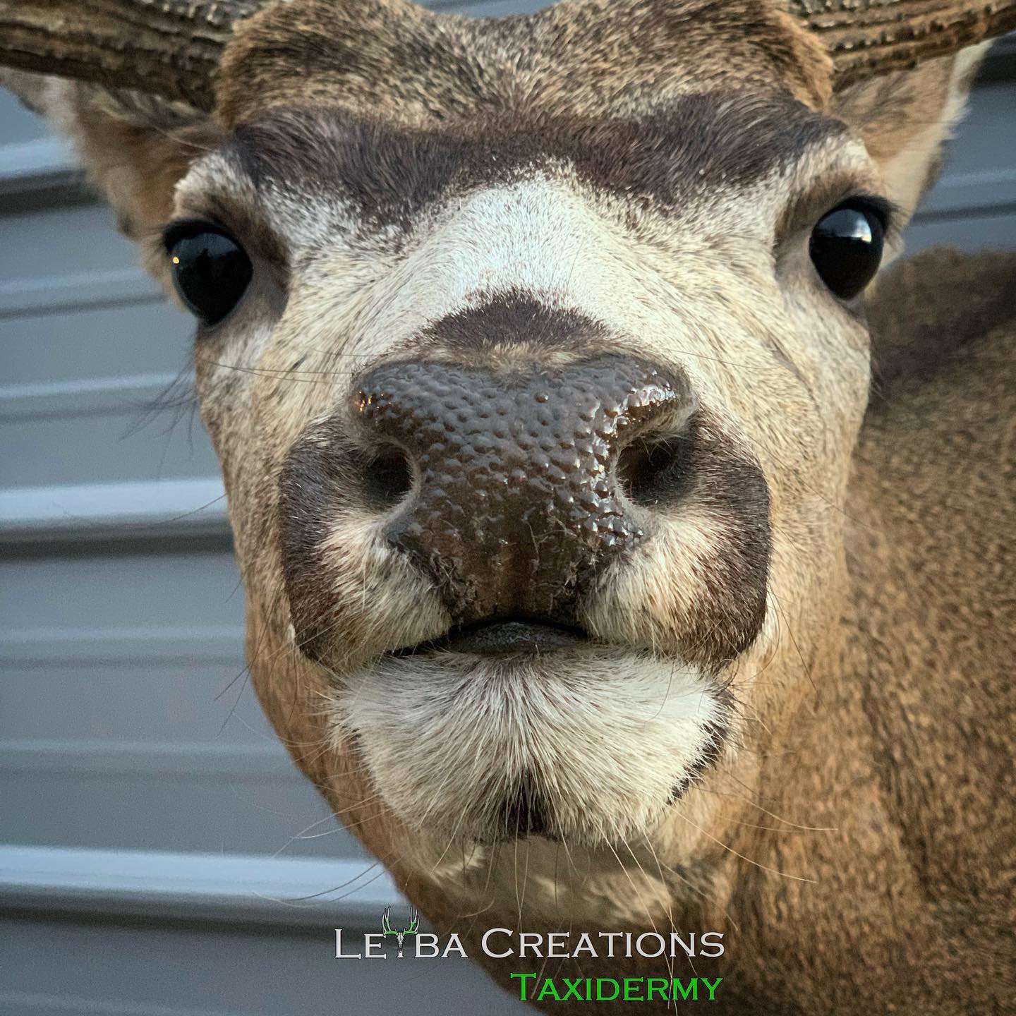 A close up of a taxidermy deer head