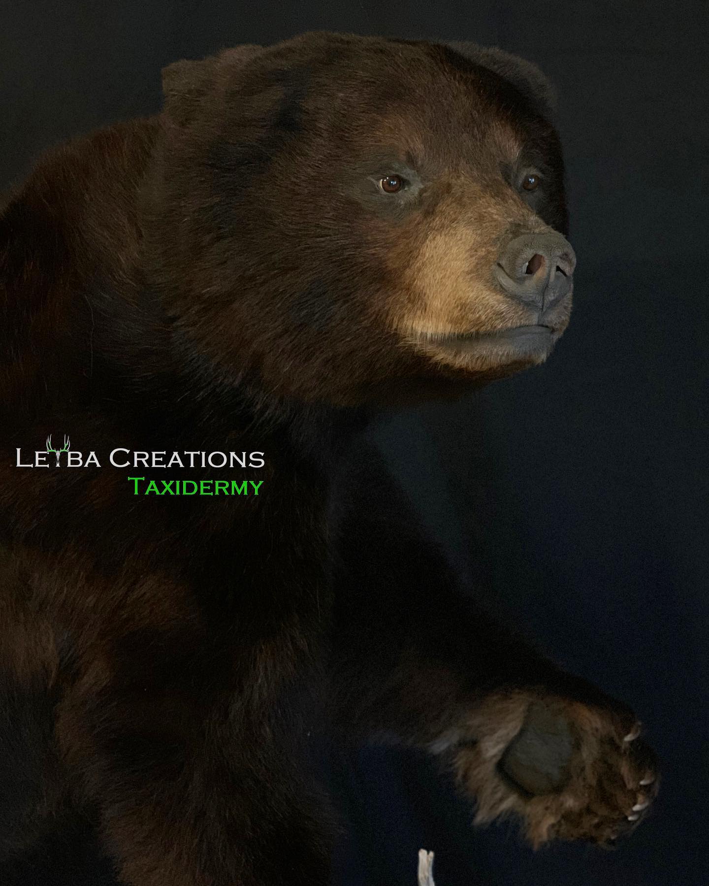 A stuffed bear with taxidermy written on it