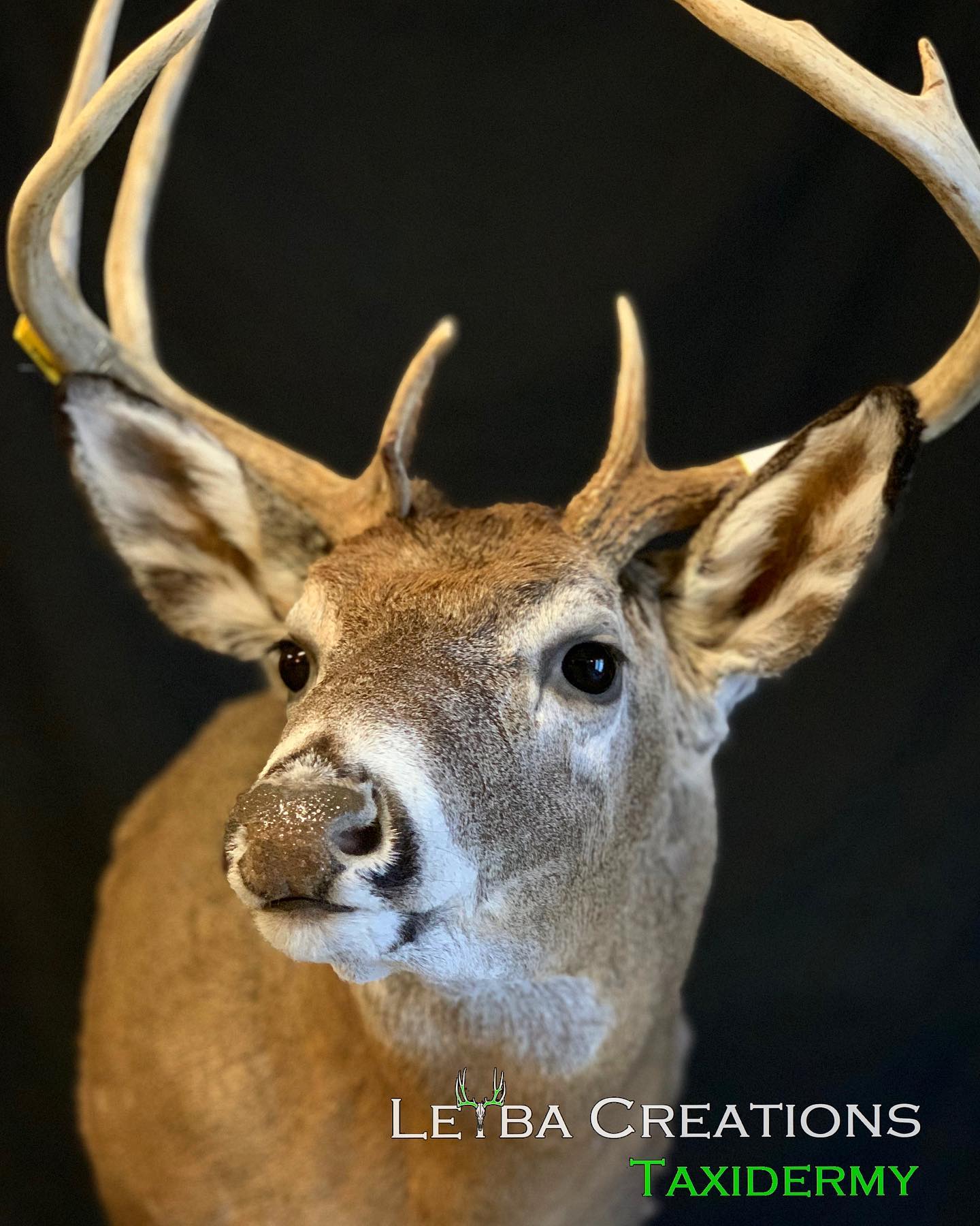 A close up of a deer 's head with antlers on a black background.