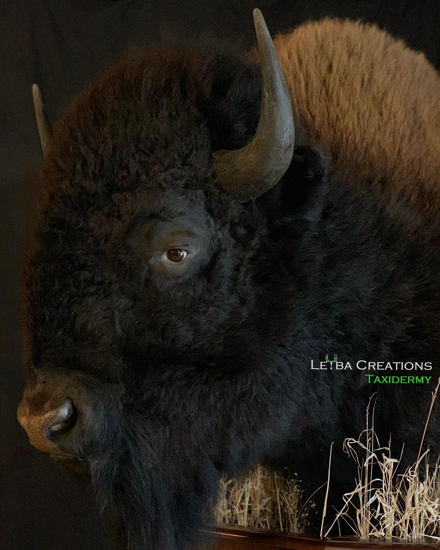 A close up of a stuffed bison with horns