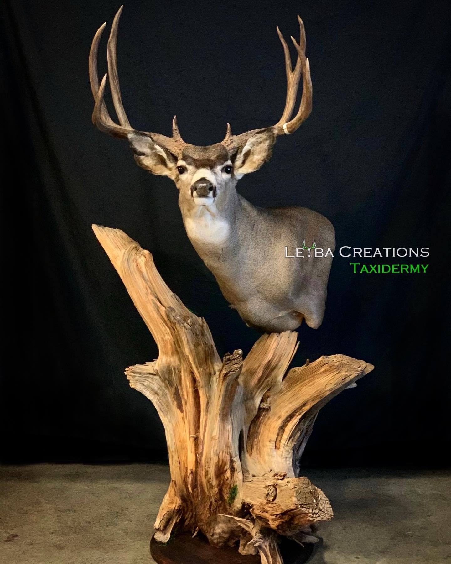 A deer is sitting on top of a piece of wood.