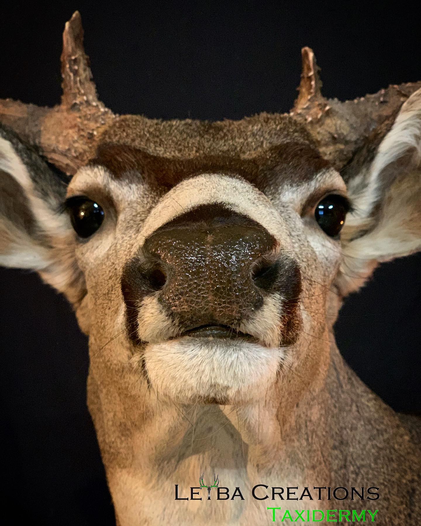 A close up of a deer 's face with the words letba creations taxidermy on the bottom