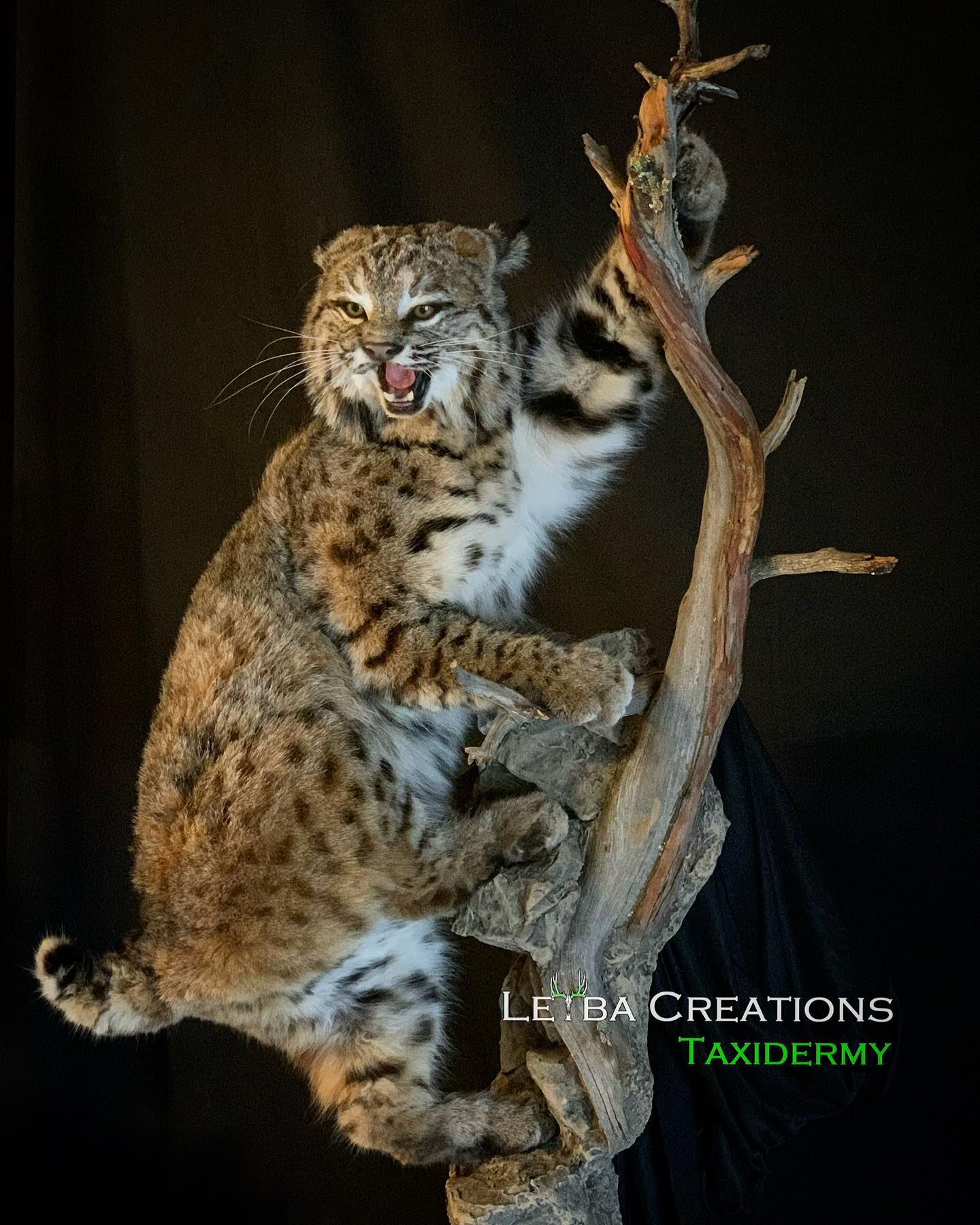 A bobcat is sitting on a tree branch with its mouth open.