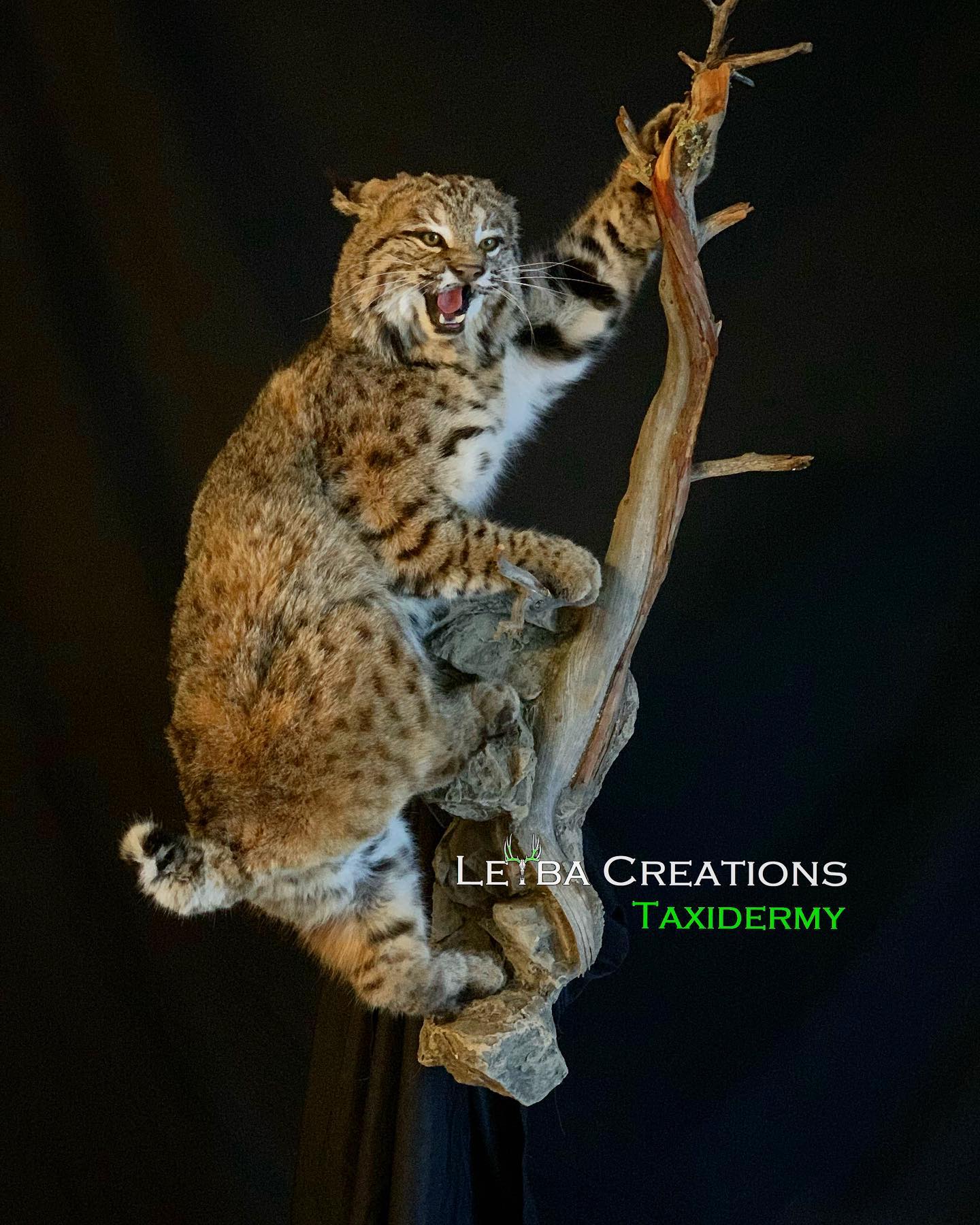 A stuffed bobcat is sitting on a tree branch with its mouth open.