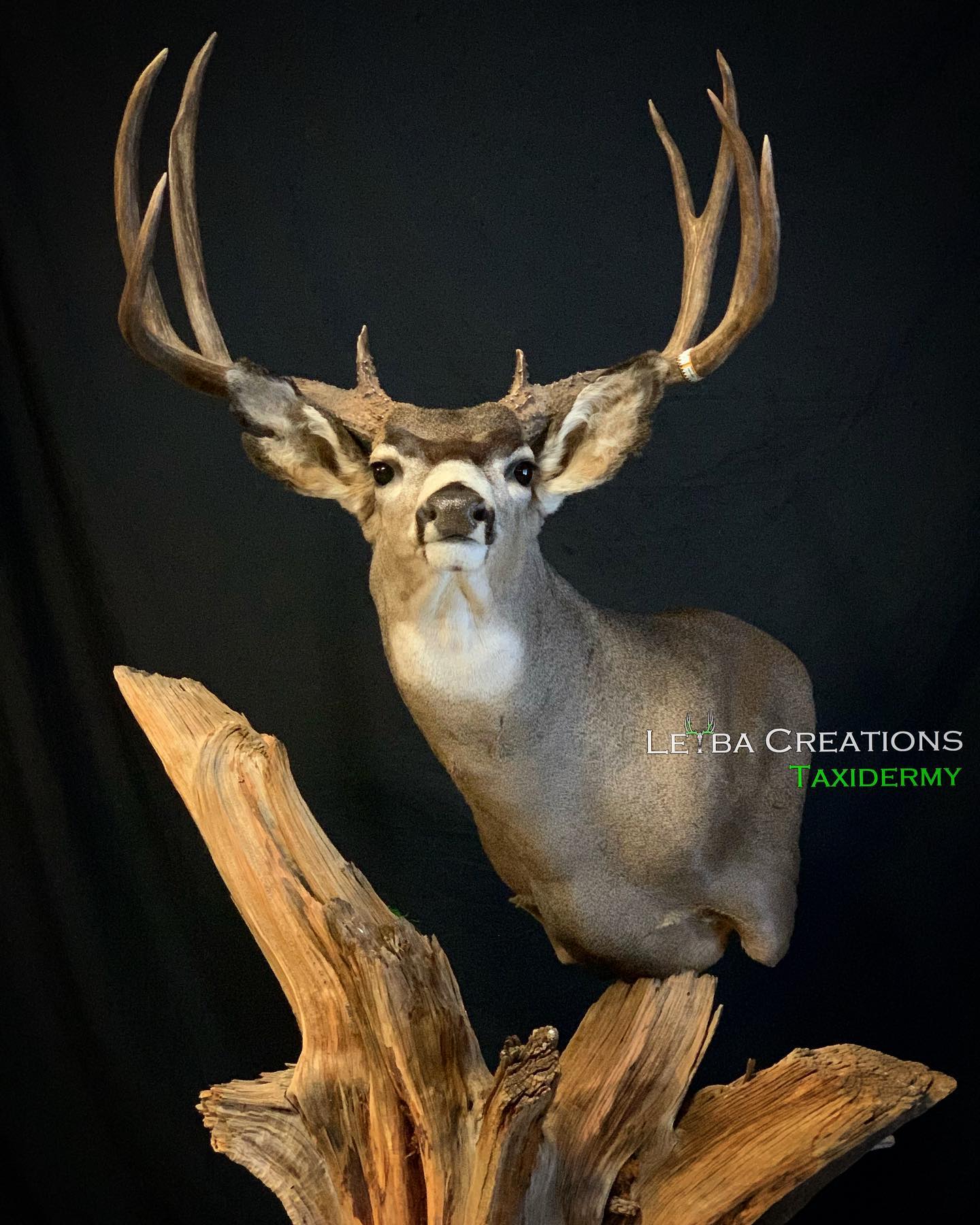 A stuffed deer is sitting on a piece of wood.