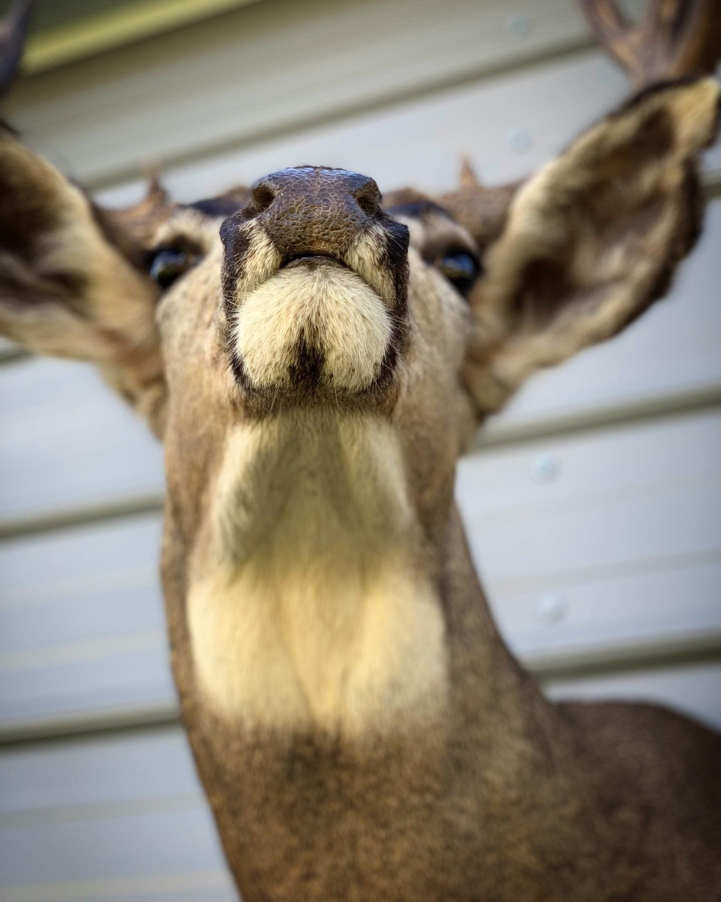 A close up of a stuffed deer with its mouth open