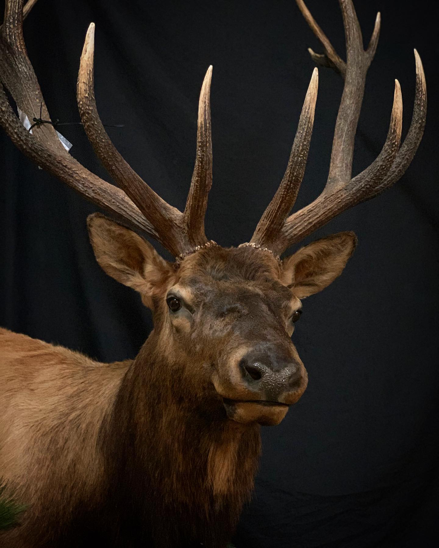 A close up of a deer against a black background