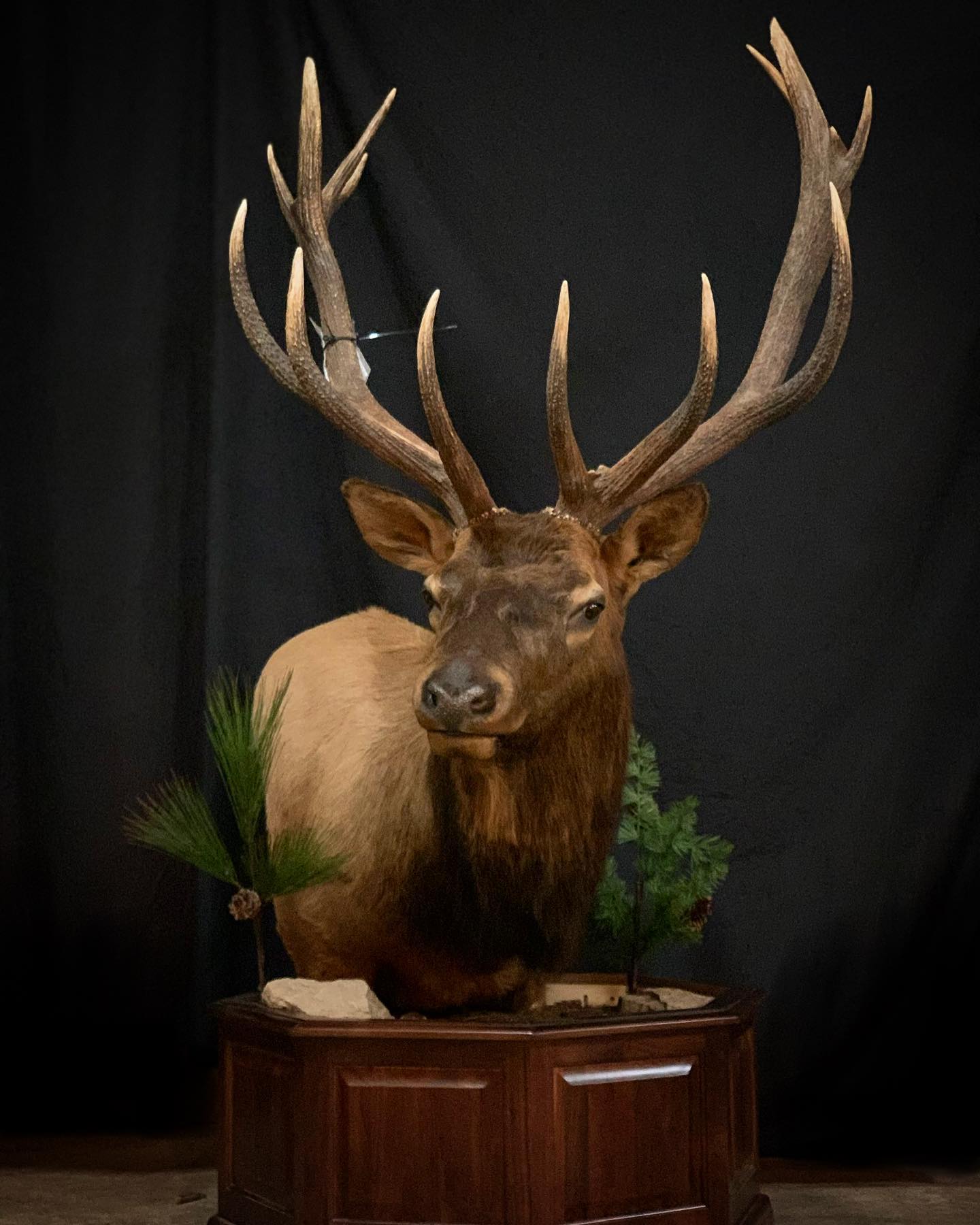 A stuffed elk is sitting on top of a wooden pedestal.