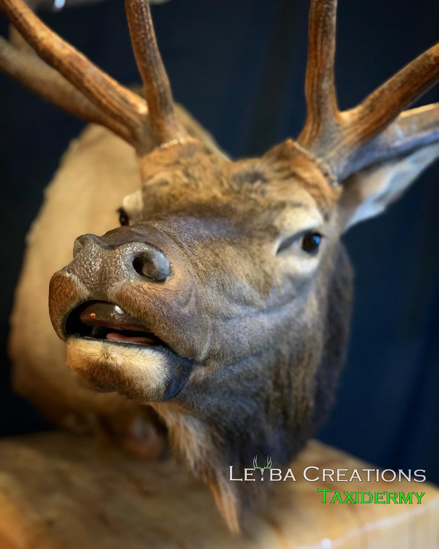 A close up of a deer head with its mouth open
