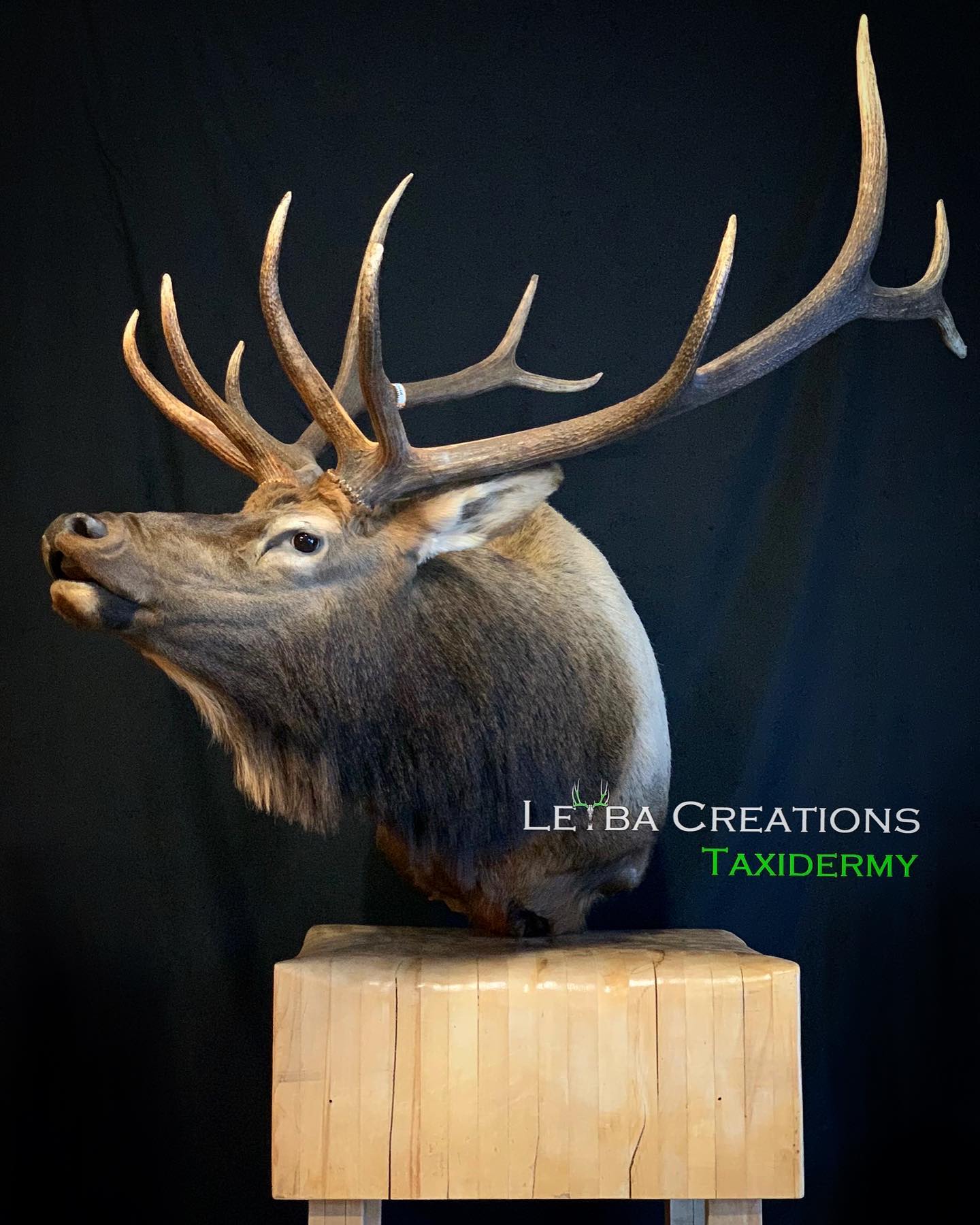 A taxidermy of a deer head on a wooden block