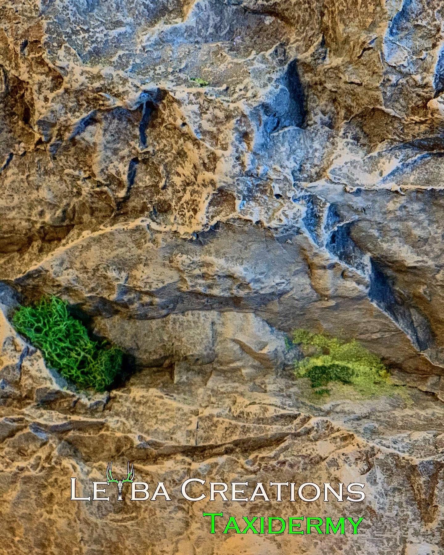 A close up of a rock wall with a plant growing out of it.