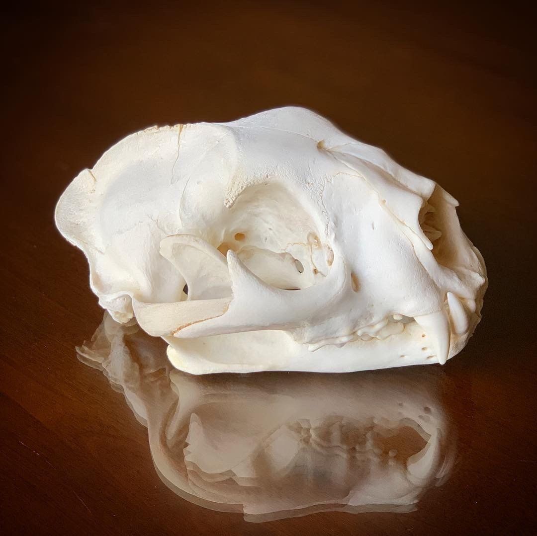 A close up of a rabbit skull on a table