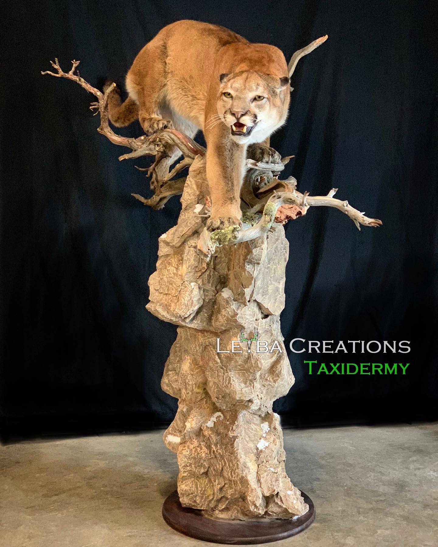 A taxidermy of a mountain lion standing on a rock