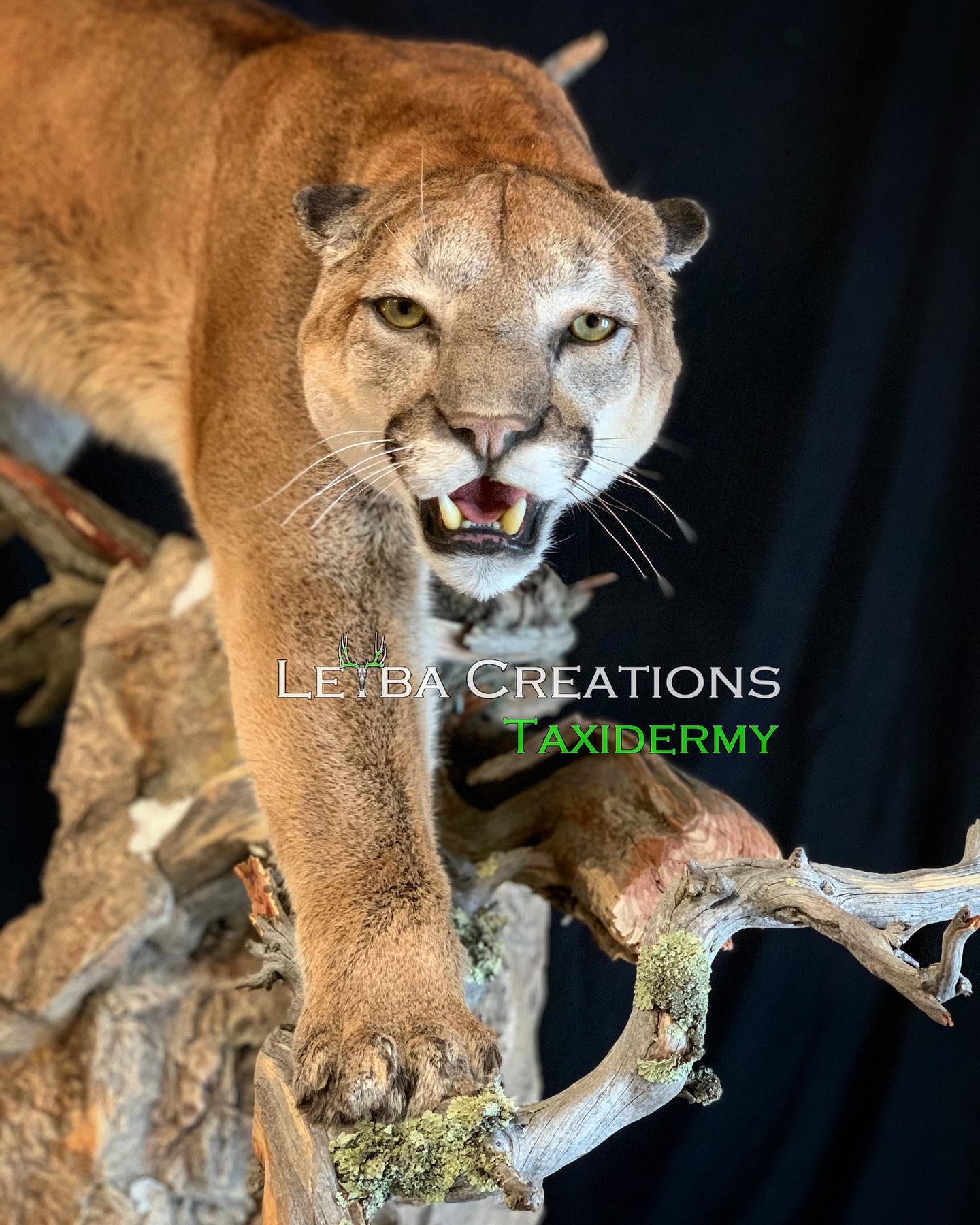A stuffed mountain lion is standing on a tree branch.