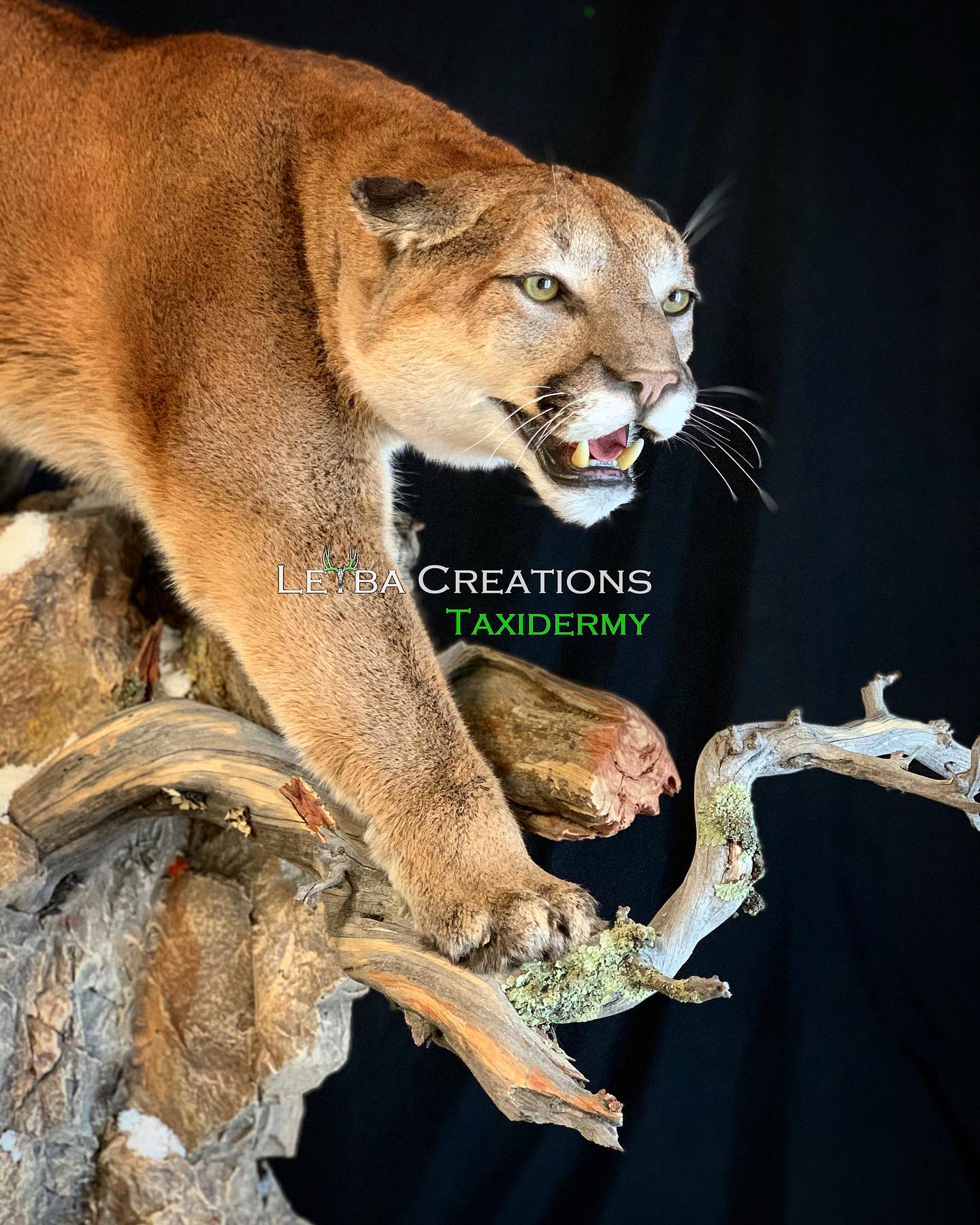 A stuffed mountain lion is sitting on top of a tree branch.