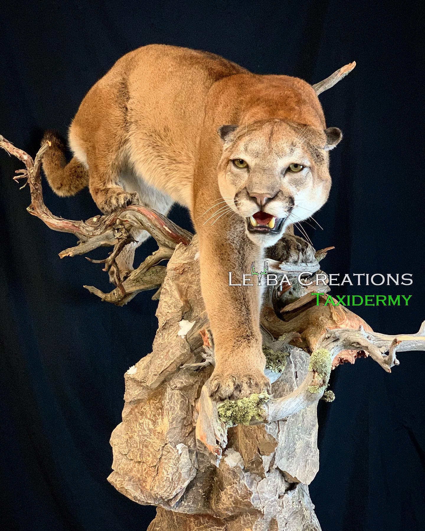 A stuffed mountain lion is standing on a tree branch.