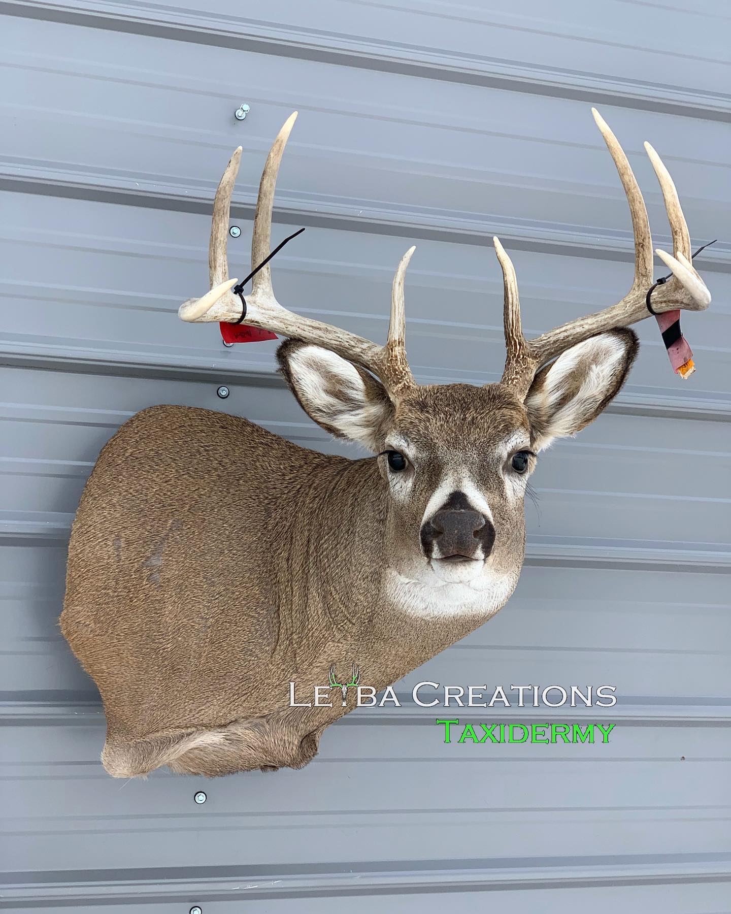 A deer head is hanging on a wall.