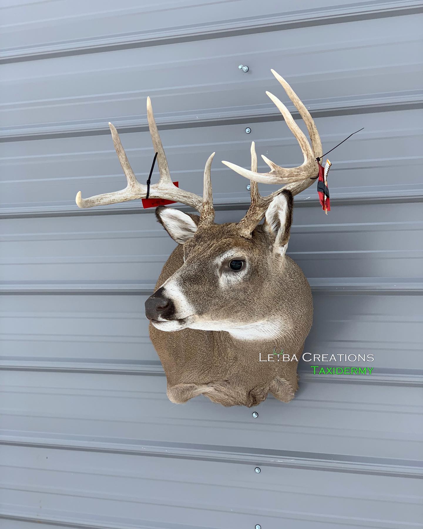 A deer head is hanging on a gray wall.
