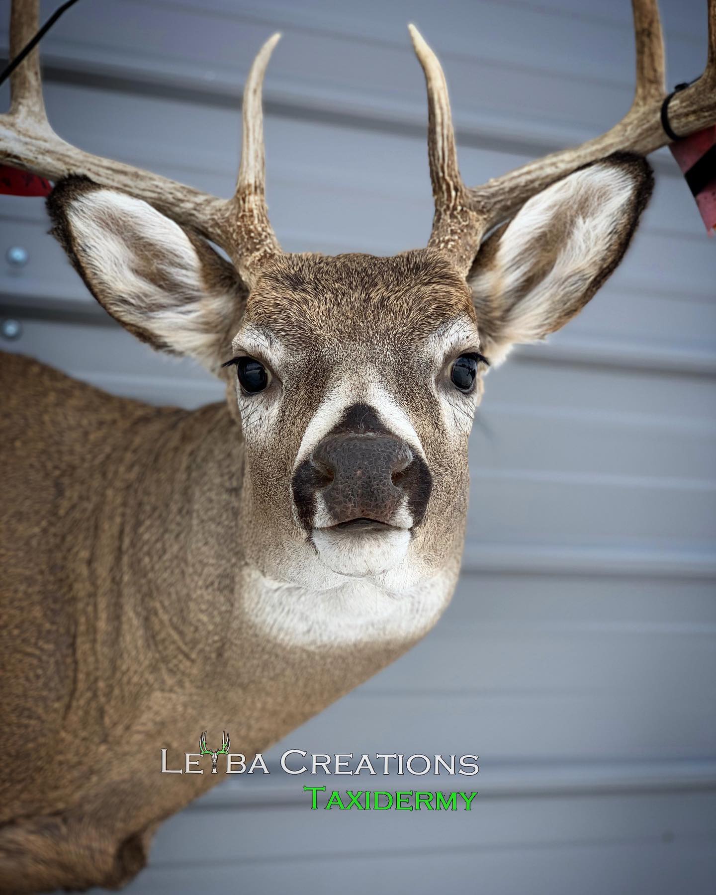 A close up of a deer 's head with a gray background