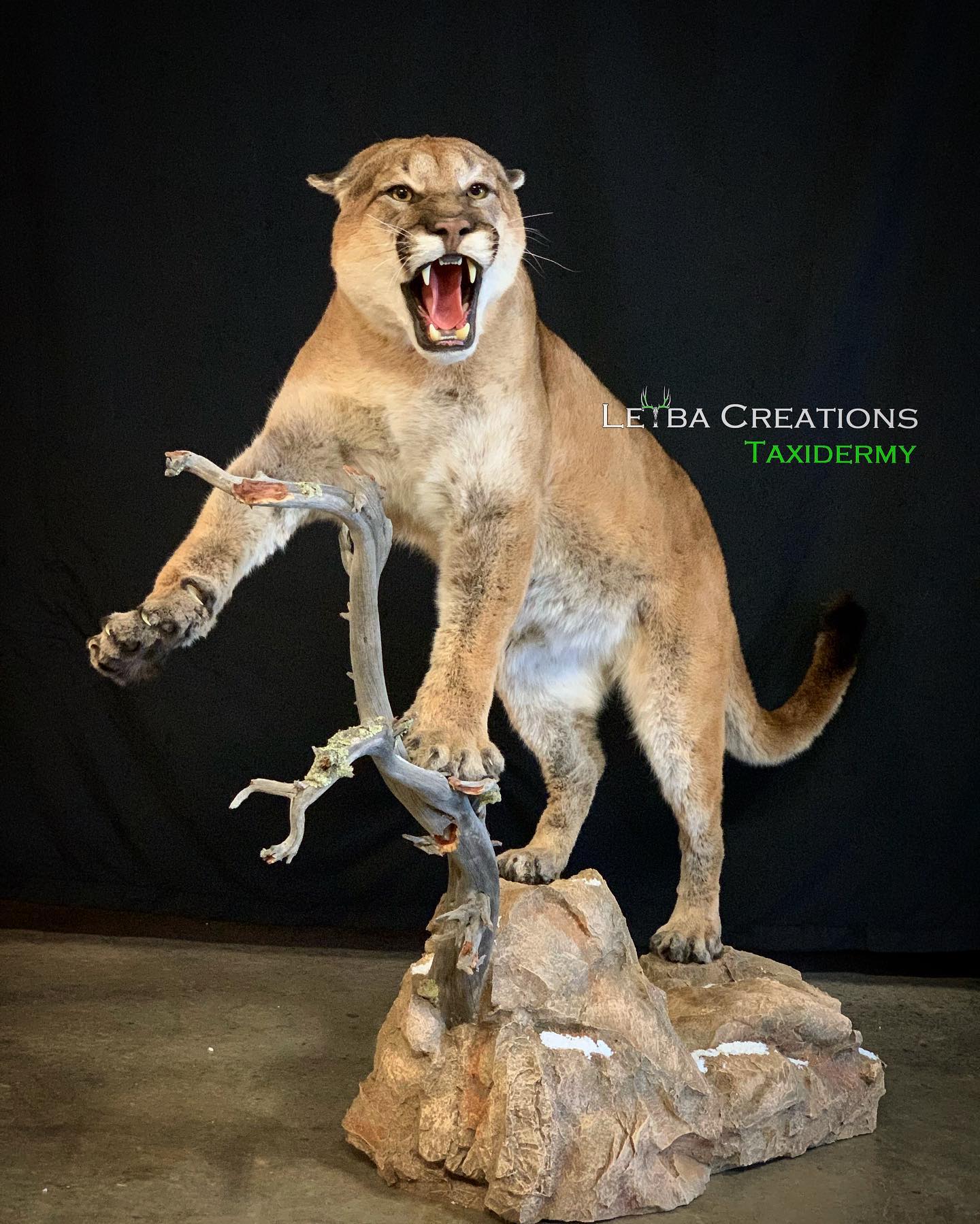 A stuffed mountain lion is standing on a rock with its mouth open.