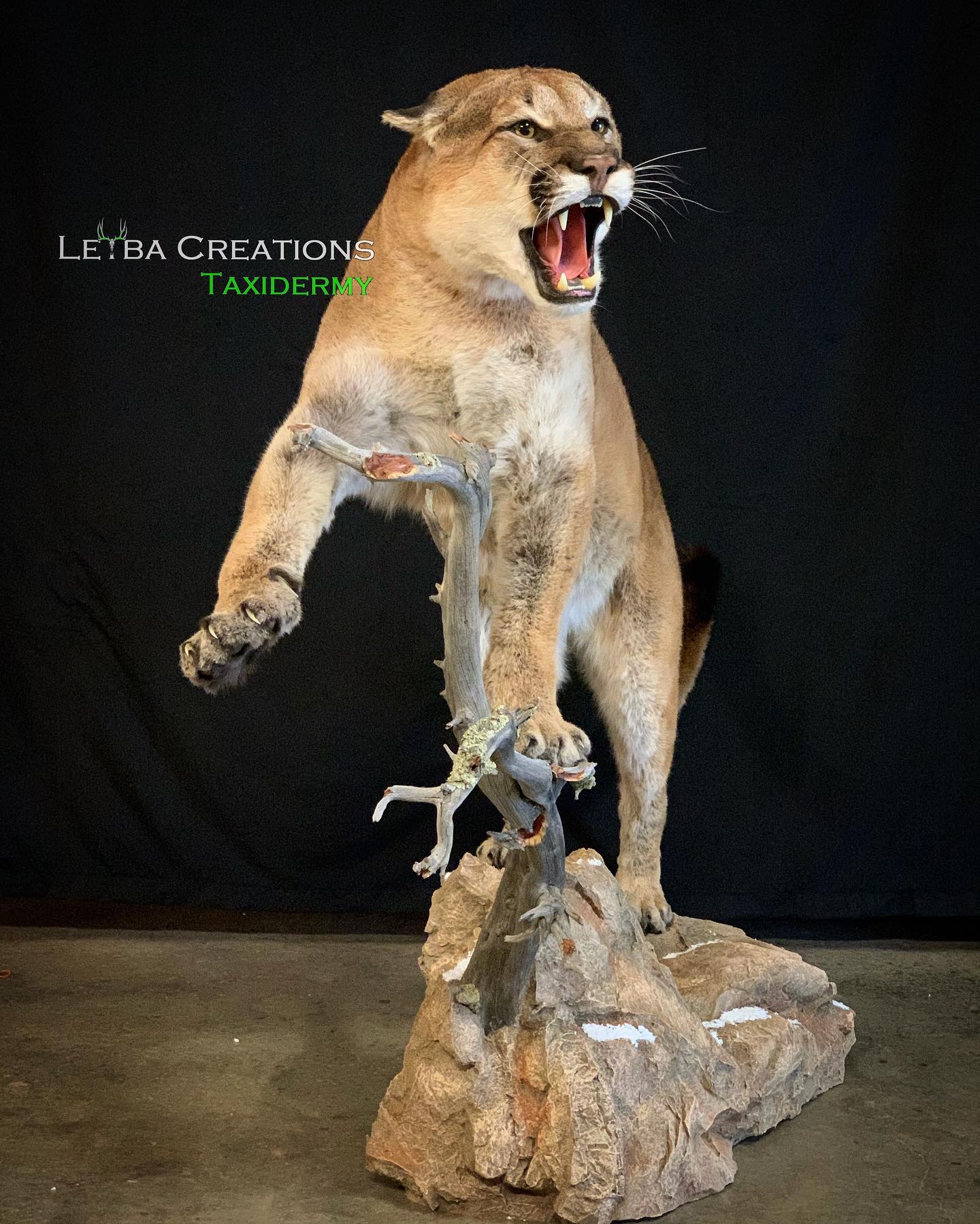 A stuffed mountain lion is standing on a rock with its mouth open.