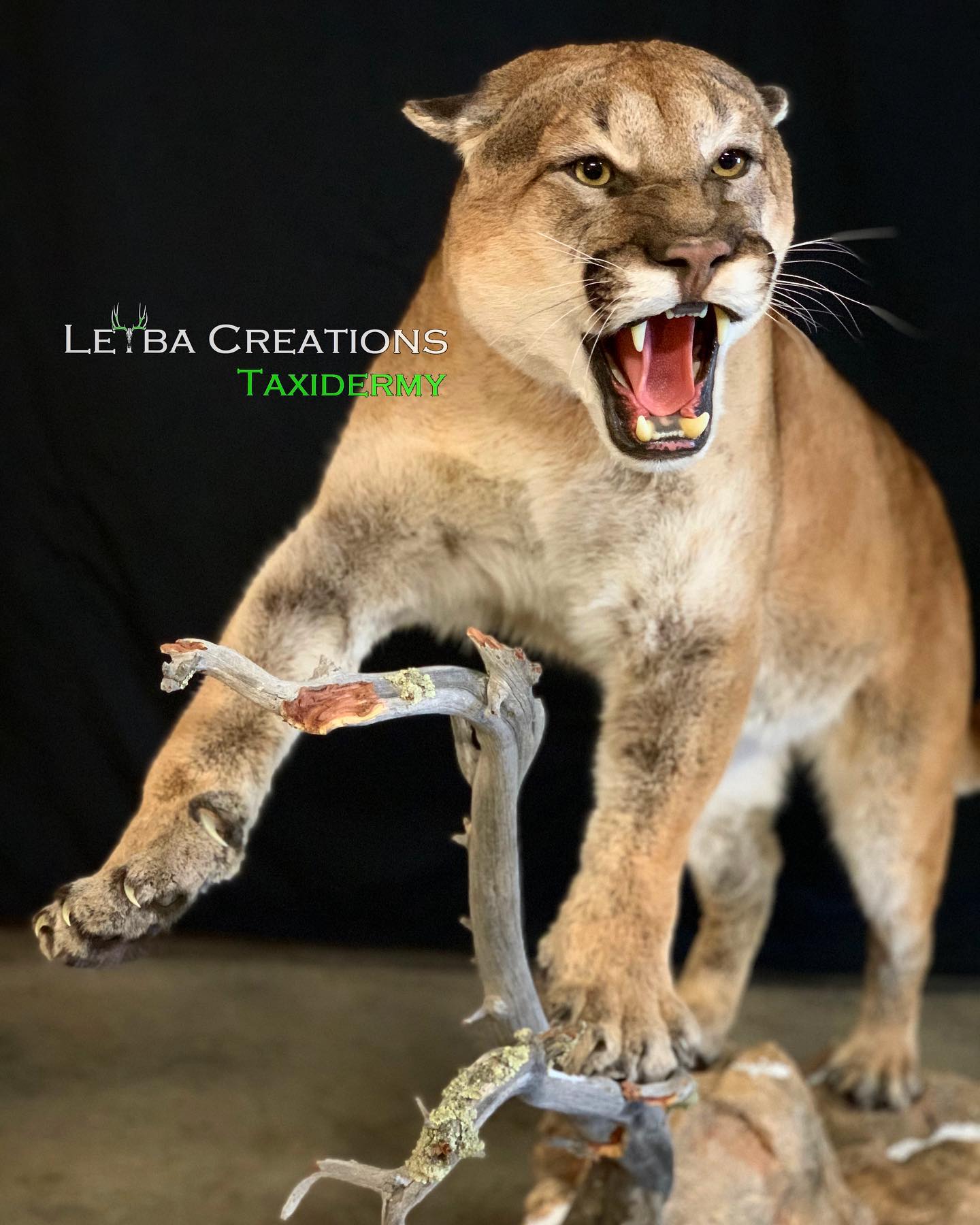 A stuffed mountain lion is standing on a tree branch with its mouth open.