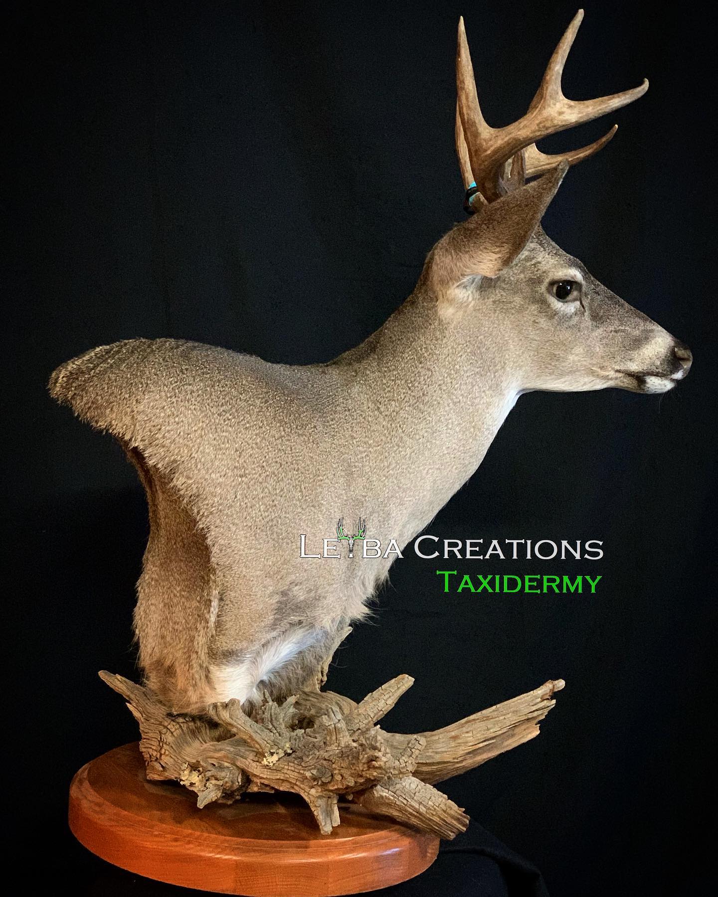 A taxidermy deer head is sitting on a wooden base.