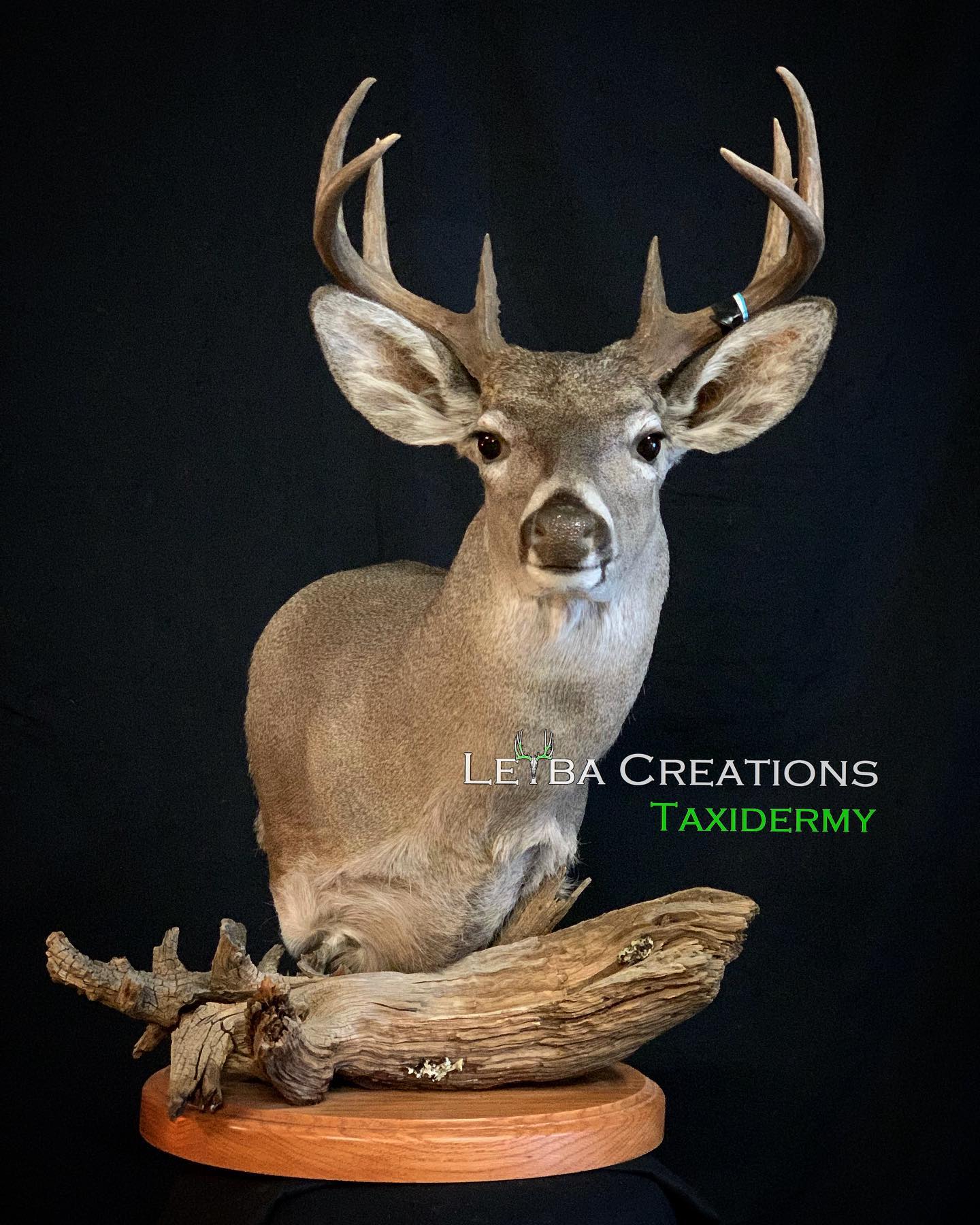 A taxidermy deer is sitting on a piece of driftwood.