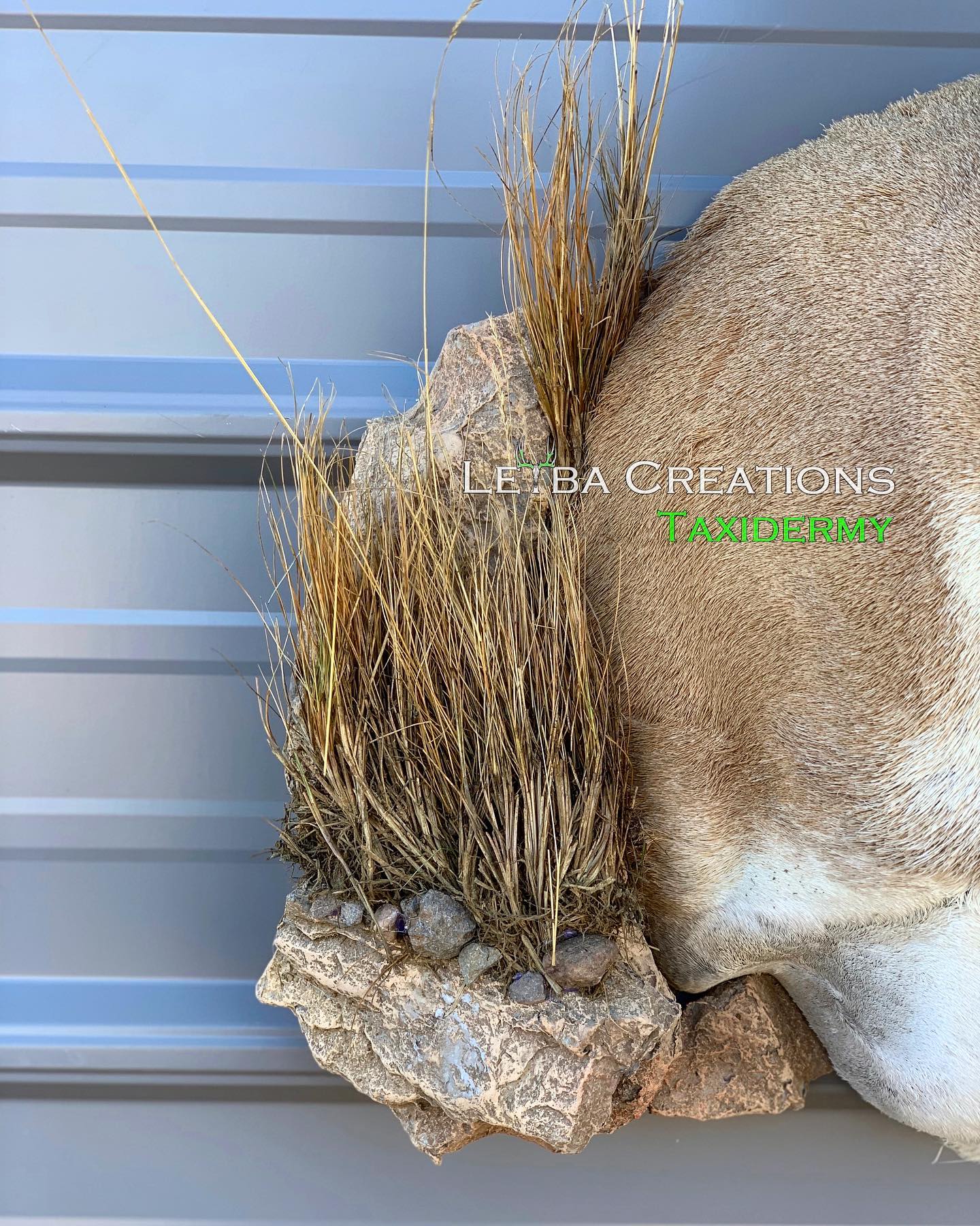 A close up of a deer head with grass growing out of it.