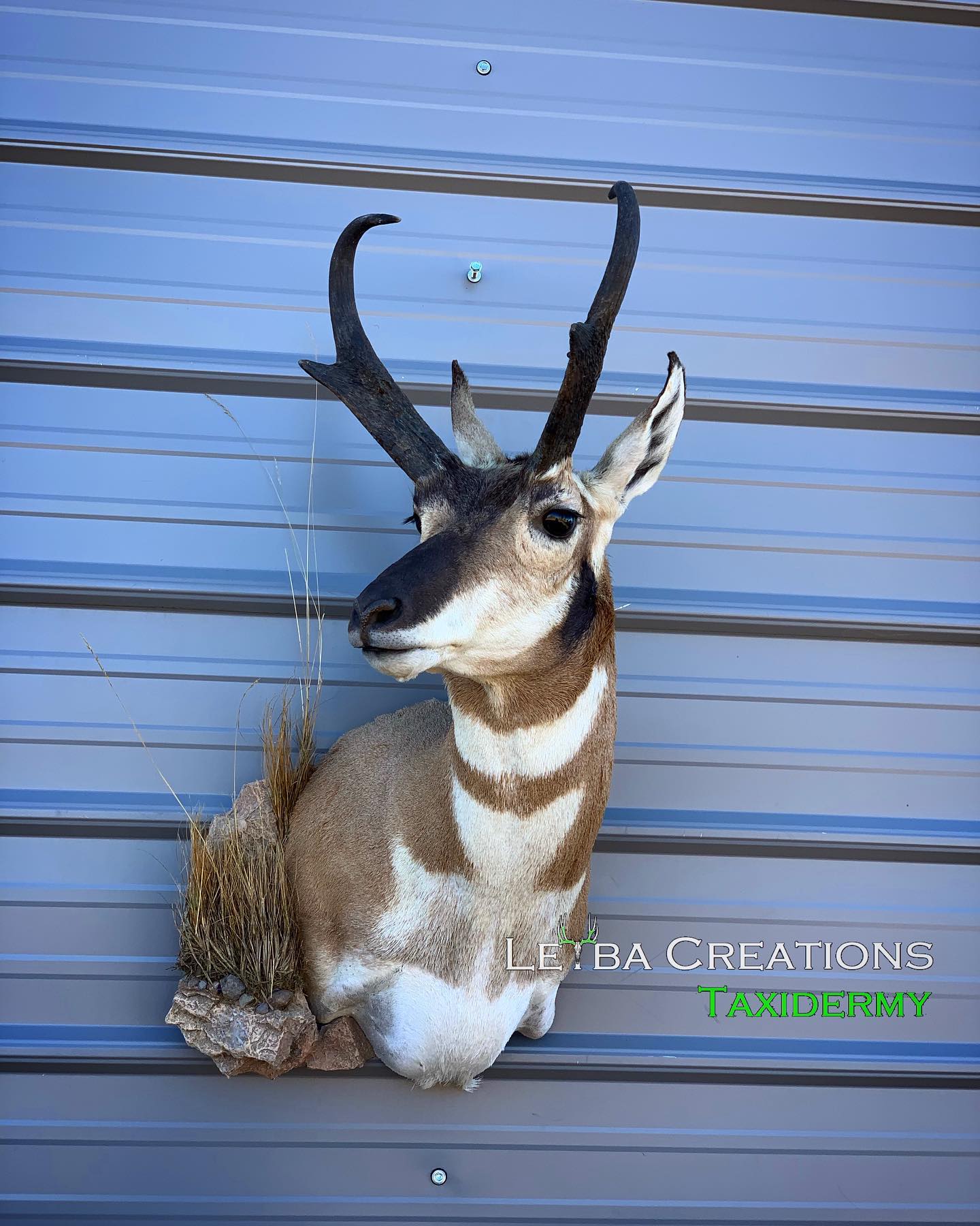 A deer head is hanging on a metal wall.