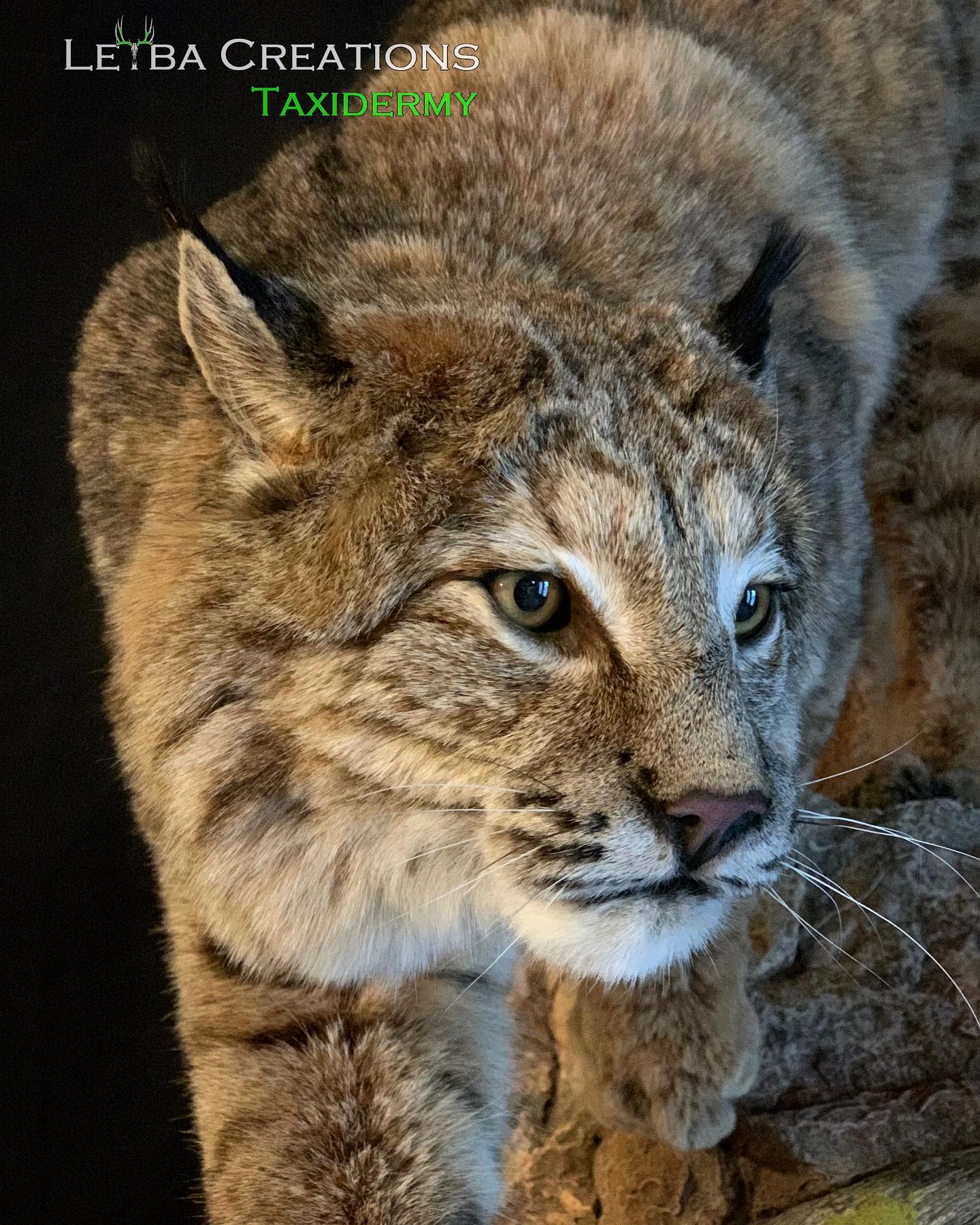 A close up of a bobcat looking at the camera.