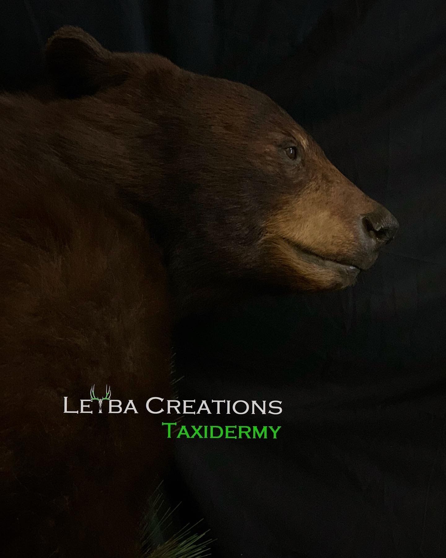 A brown bear head is on display in a dark room.
