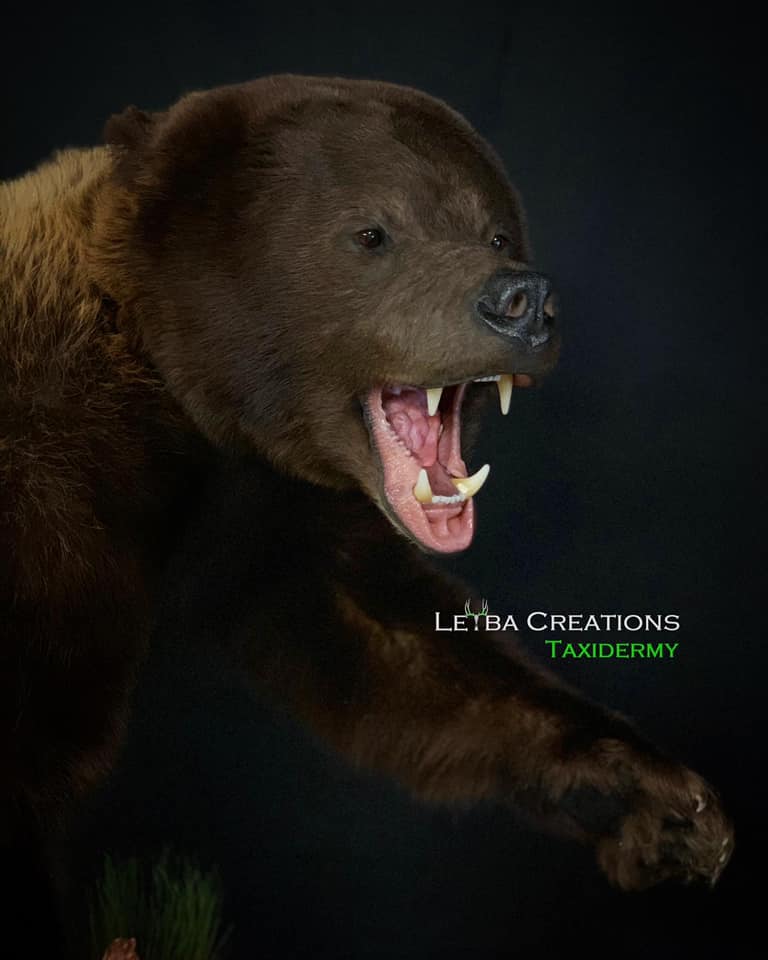 A close up of a brown bear with its mouth open.