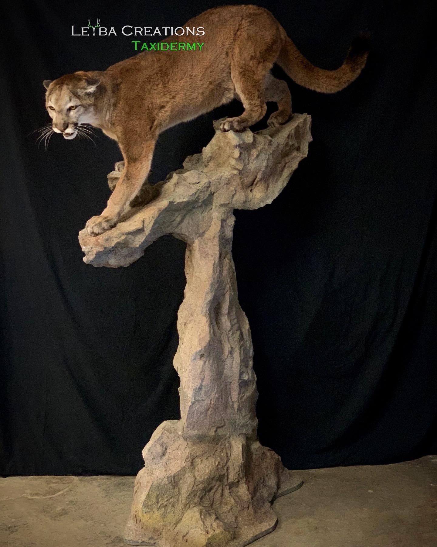 A stuffed mountain lion standing on top of a rock