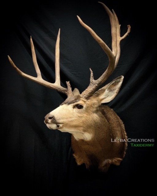 A deer head with antlers against a black background