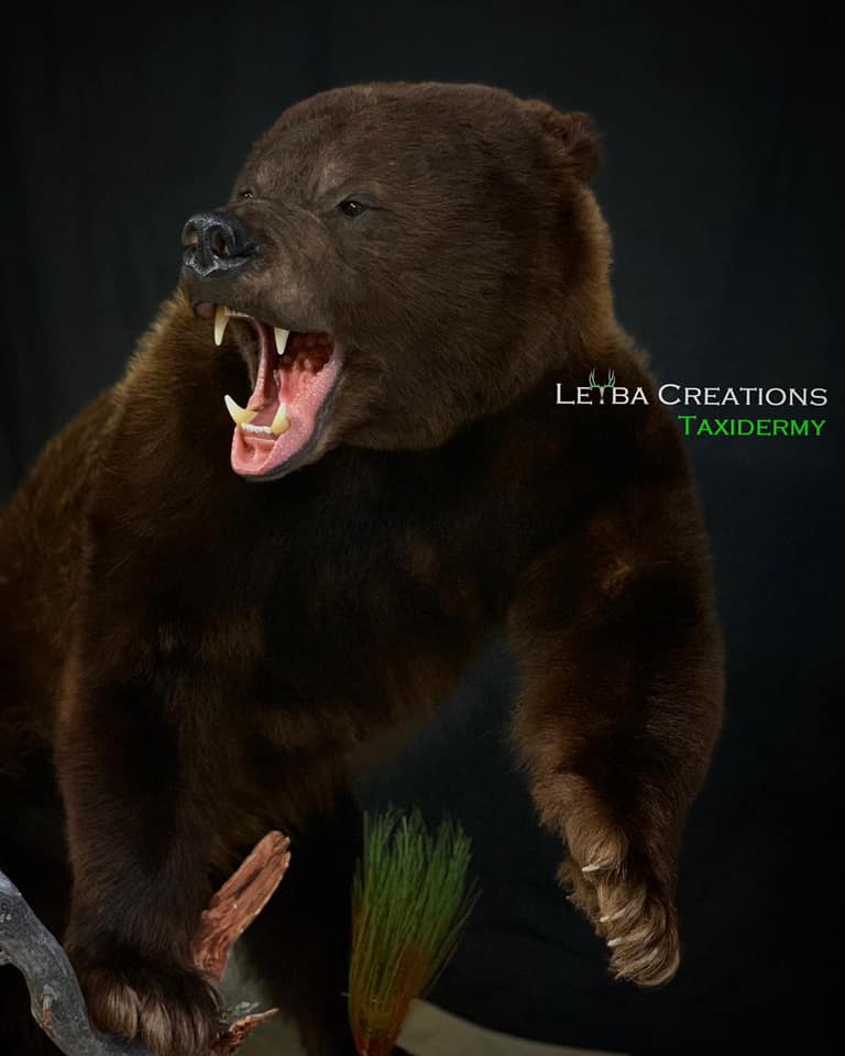 A stuffed bear with its mouth open and the words taxidermy on the bottom