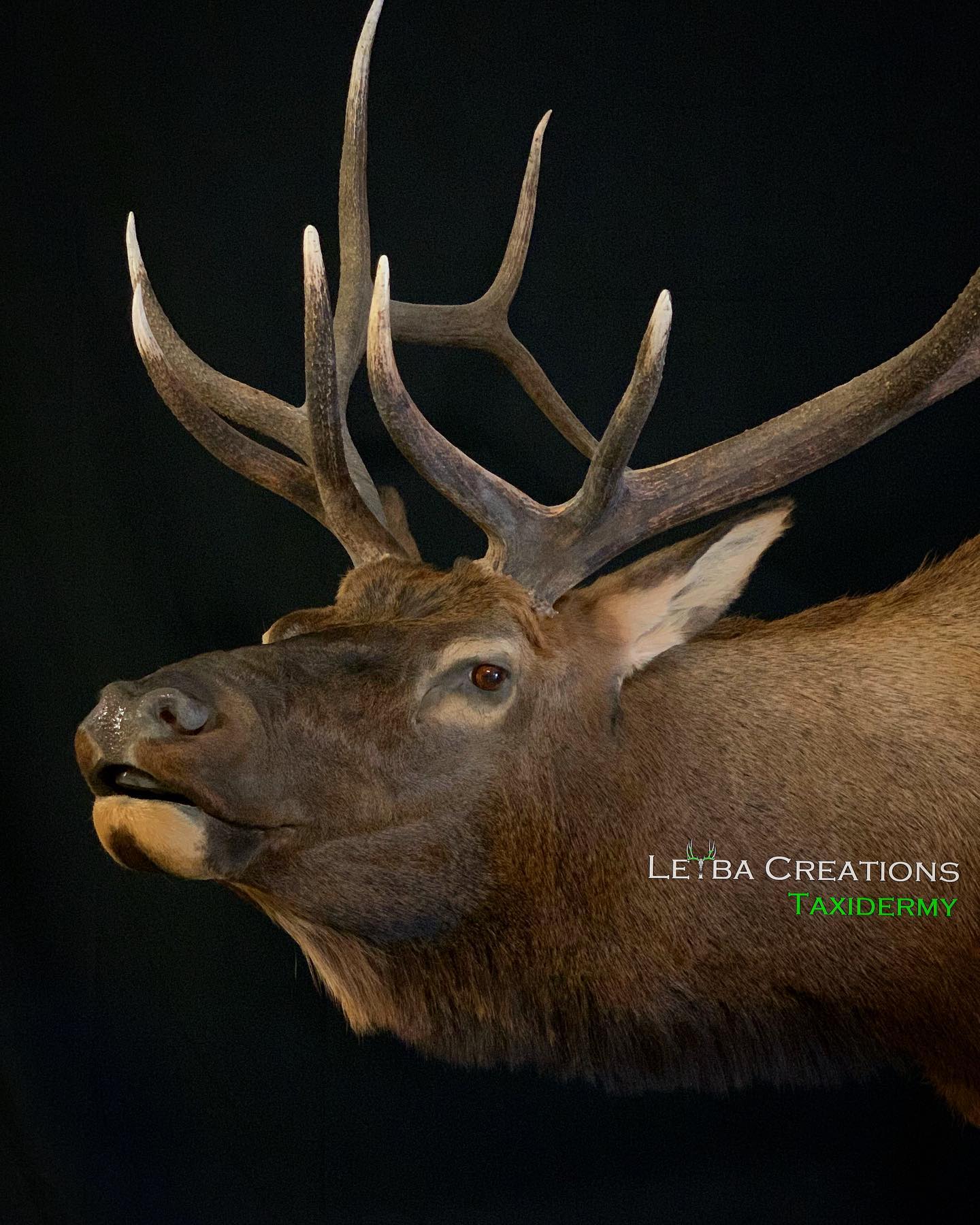 A close up of a deer with antlers on a black background